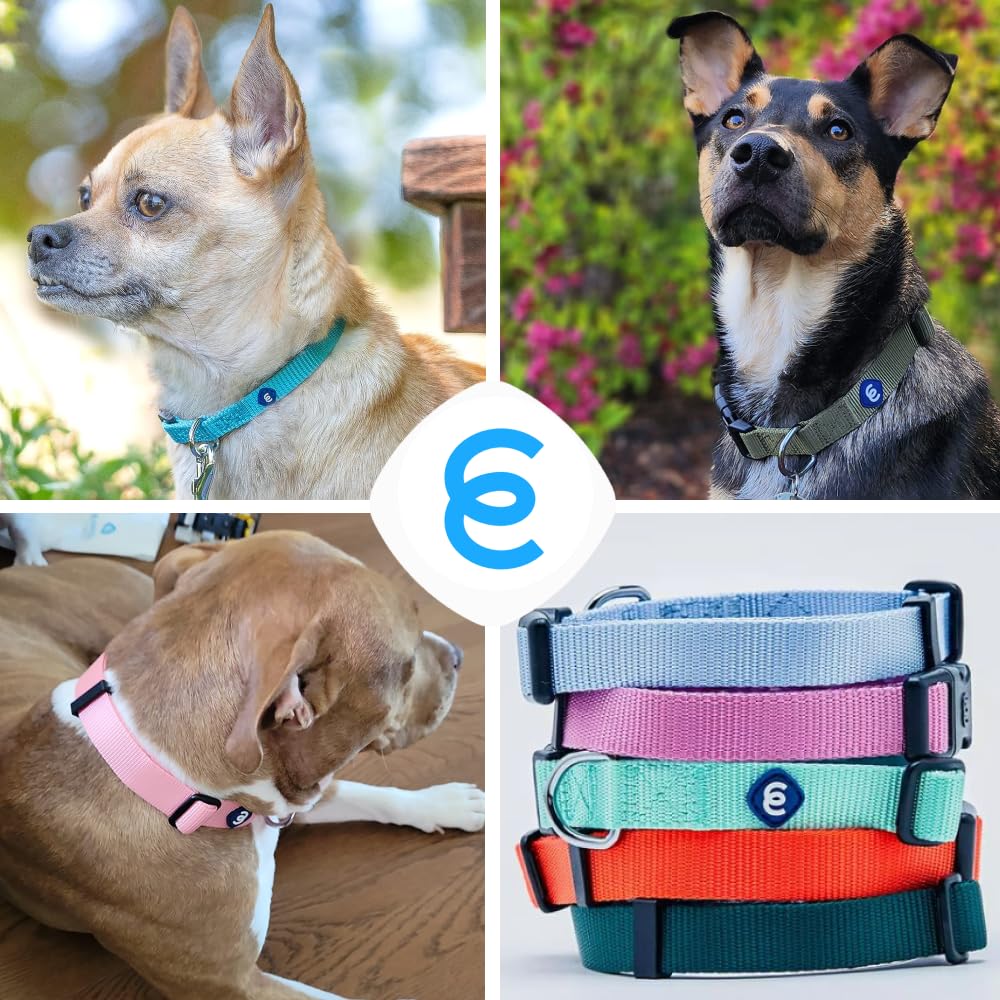 Blueberry Pet Essentials Matching Dog Collar - Adjustable Classic Solid Color Nylon Collar for Medium Dogs - Highlighter Yellow