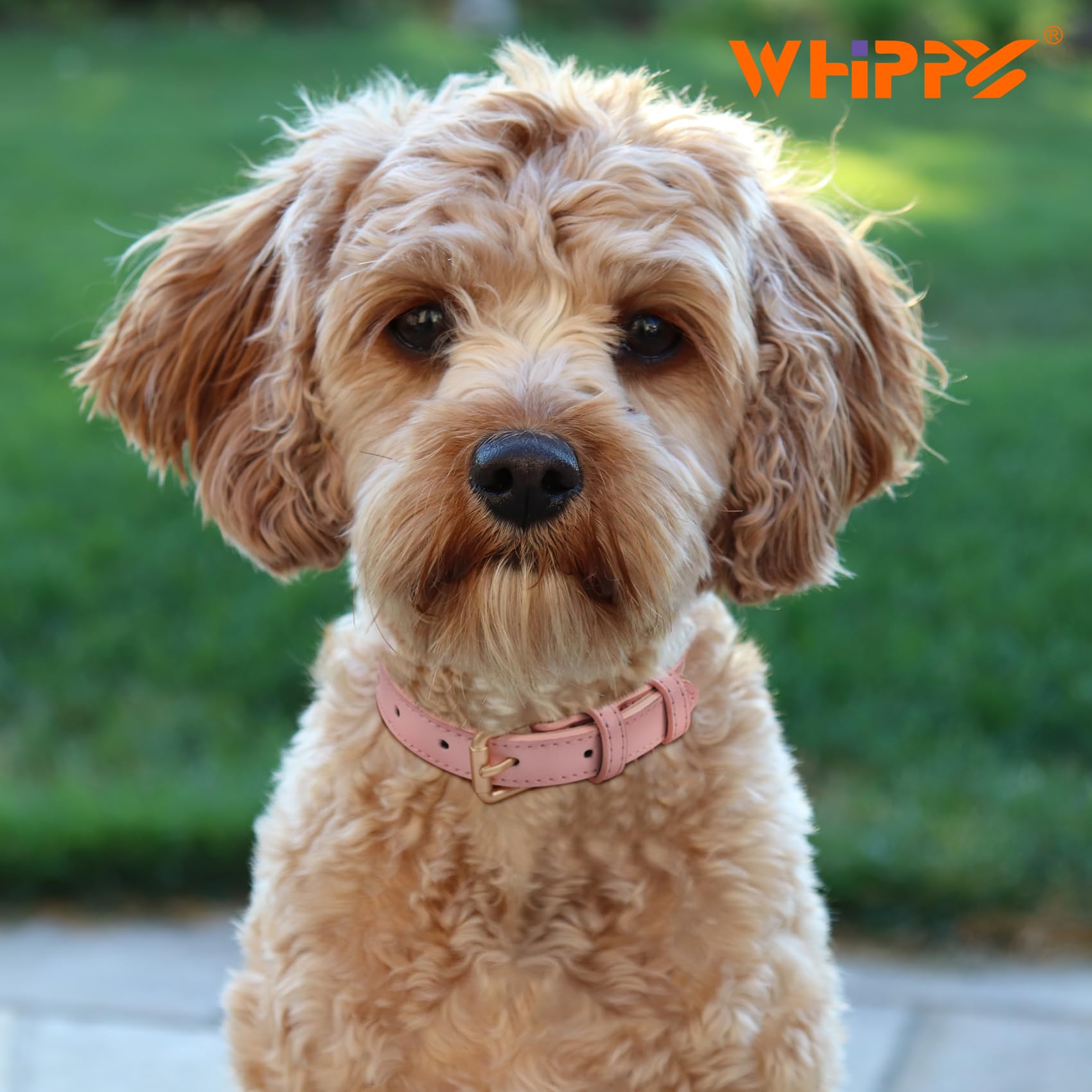 Whippy Leather Dog Collar For Small Dog Adjustable Soft Breathable Leather Padded Puppy Collar With Alloy Buckle Heavy Duty Wate