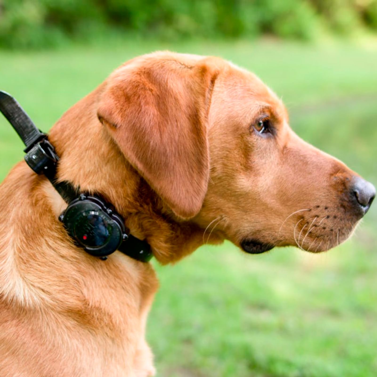 DT SYSTEMS Micro iDT Plus Waterproof Dog Training E-Collar, 900-Yard Range, 16 Levels, X-Small, Black, Rechargeable