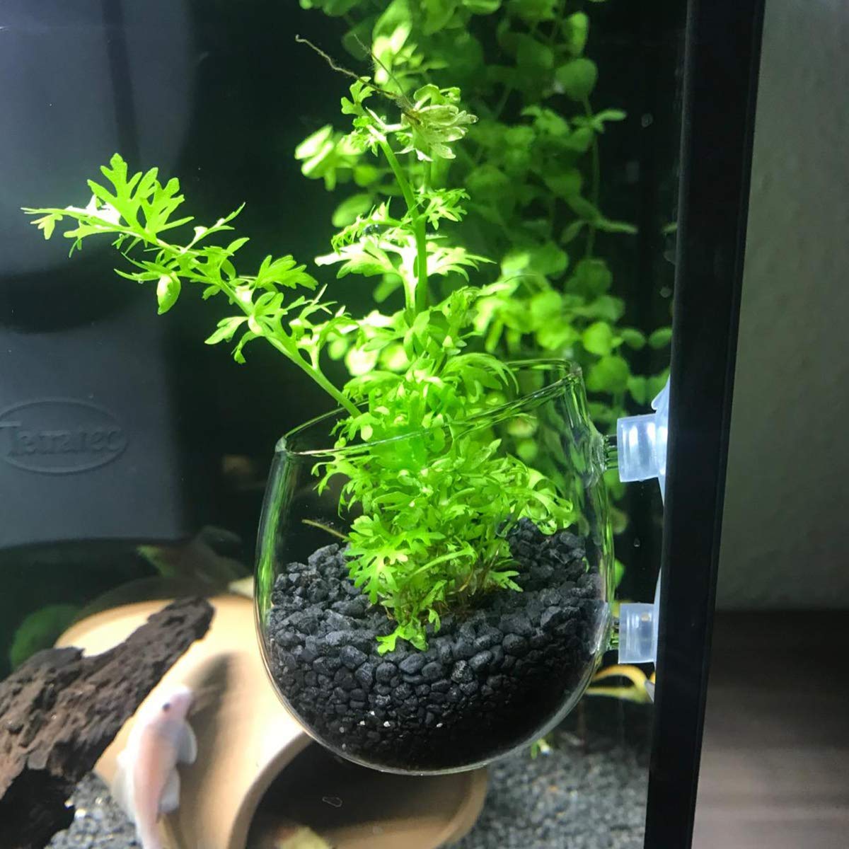 Ailindany 2PCS Crystal Glass Aquatic Plant Cup Pot Holder with Suction Cups for Fish Tank Aquarium Decor