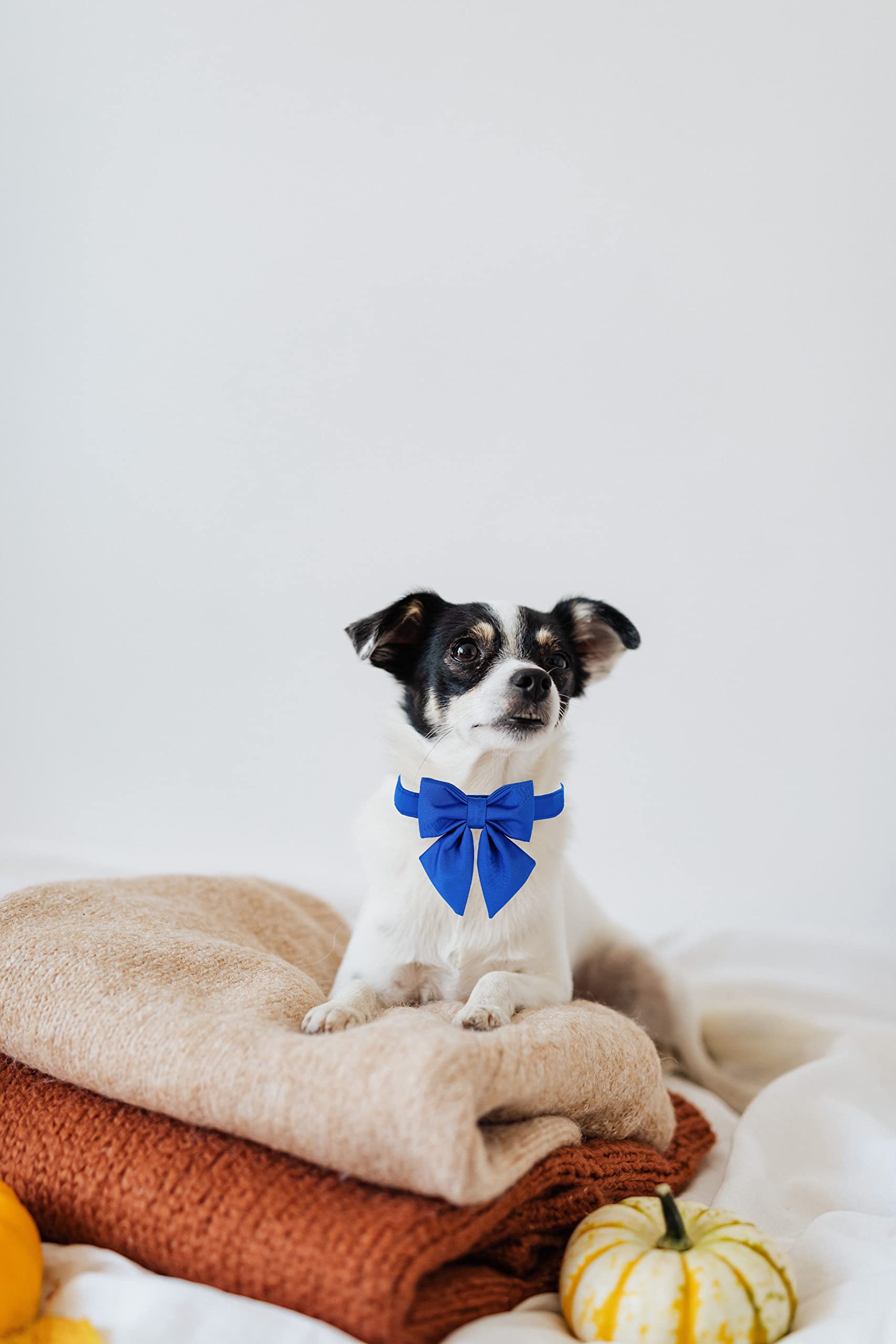 Maca Bates Dog Collar With Bow Bowtie For Dogs Solid Colors Sailor Bow Tie Adjustable Breakaway Blue Collars Accessories Birthda