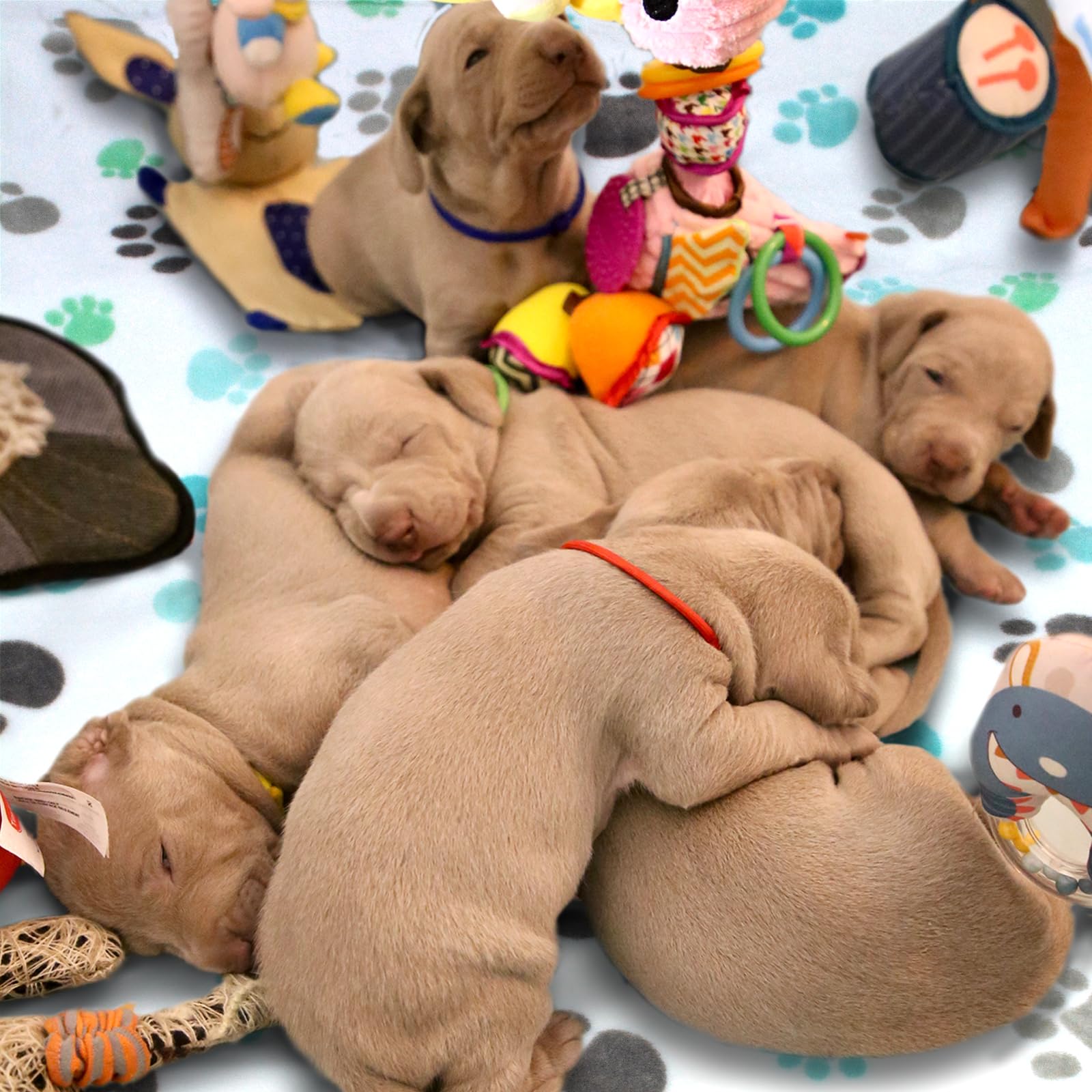 Dog Blankets For Large Dogs, 3 Pcs Dog Blanket Washable, Soft Fluffy Flannel Pet Blanket Mat Cover For Bed Couch, Cute Print Pup