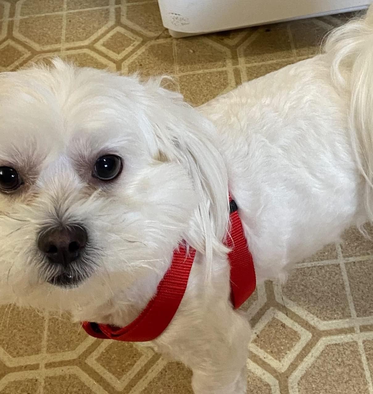 Pupteck No Pull Dog Harness Soft Adjustable Basic Nylon Step In Puppy Vest Outdoor Walking With Id Tag Red