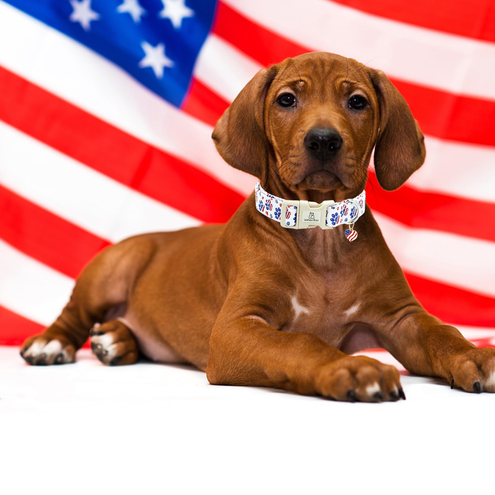 Lionheart Glory American Flag Dog Collar, 4 Of July Patriotic Independence Day Dog Collar Heavy Duty Adjustable Dog Collars For