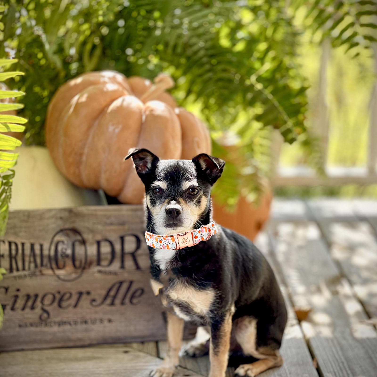 Elegant Little Tail Dog Collar - Halloween Pumpkin Print Pet Collar For X-Small Puppy, Girl Boy - Cotton With Metal Buckle Adjus