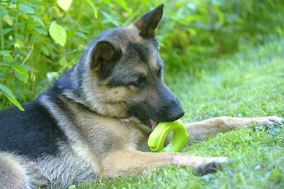 Hero Playtime Durable Foam Floating Widget, Large, Green Dog Toy