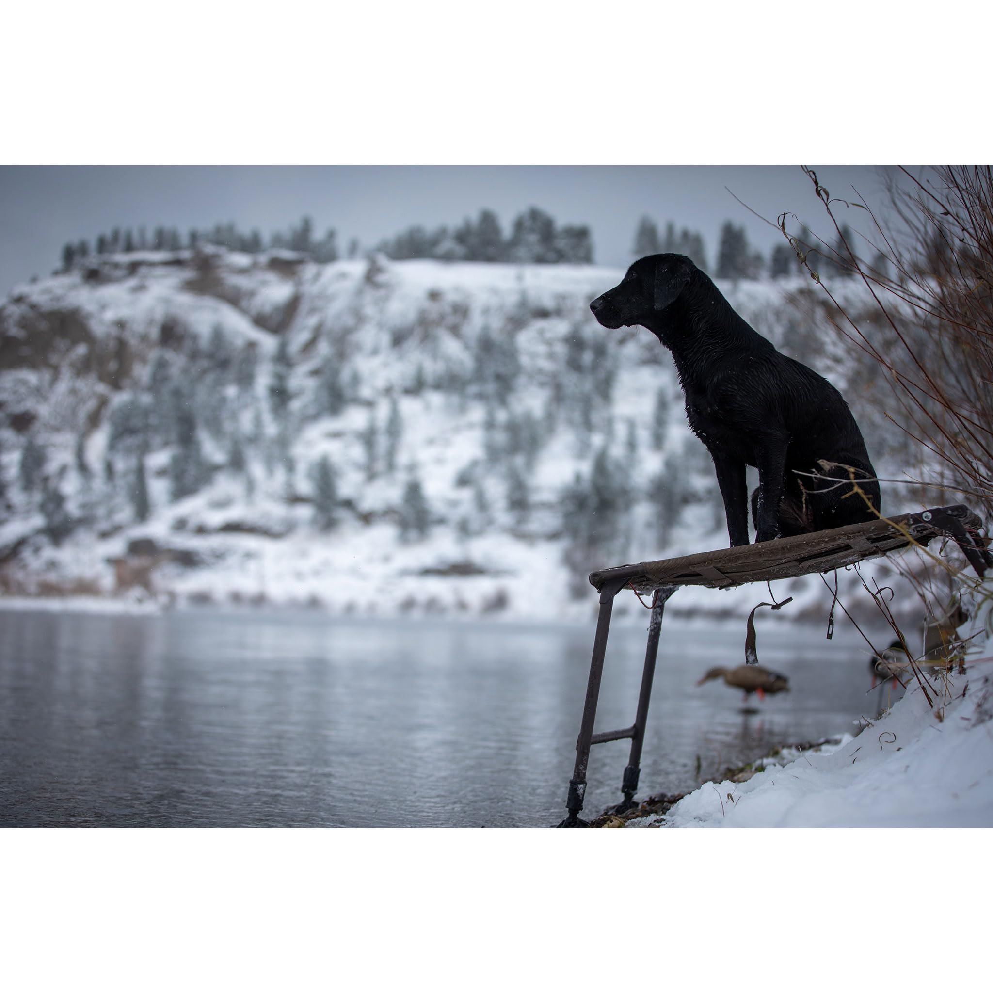 Momarsh Final Stand Adjustable Dog Training Platform | Elevated Pet Training System For Place, Agility, & Steadiness Training