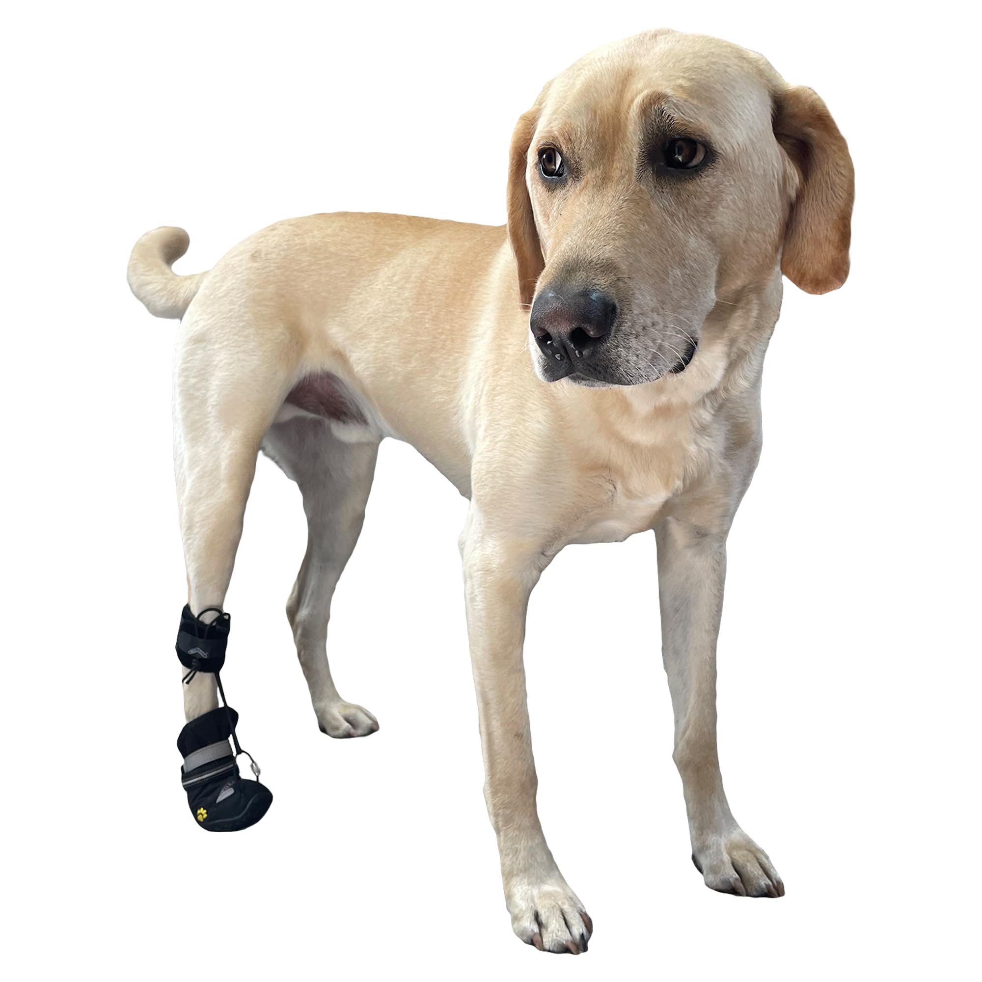 Walkabout Muckup All-Terrain Toesup No Knuckling Drop Foot Boot Brace For Dogs Dragging Paws - Corrective Outdoor Pet Shoes For