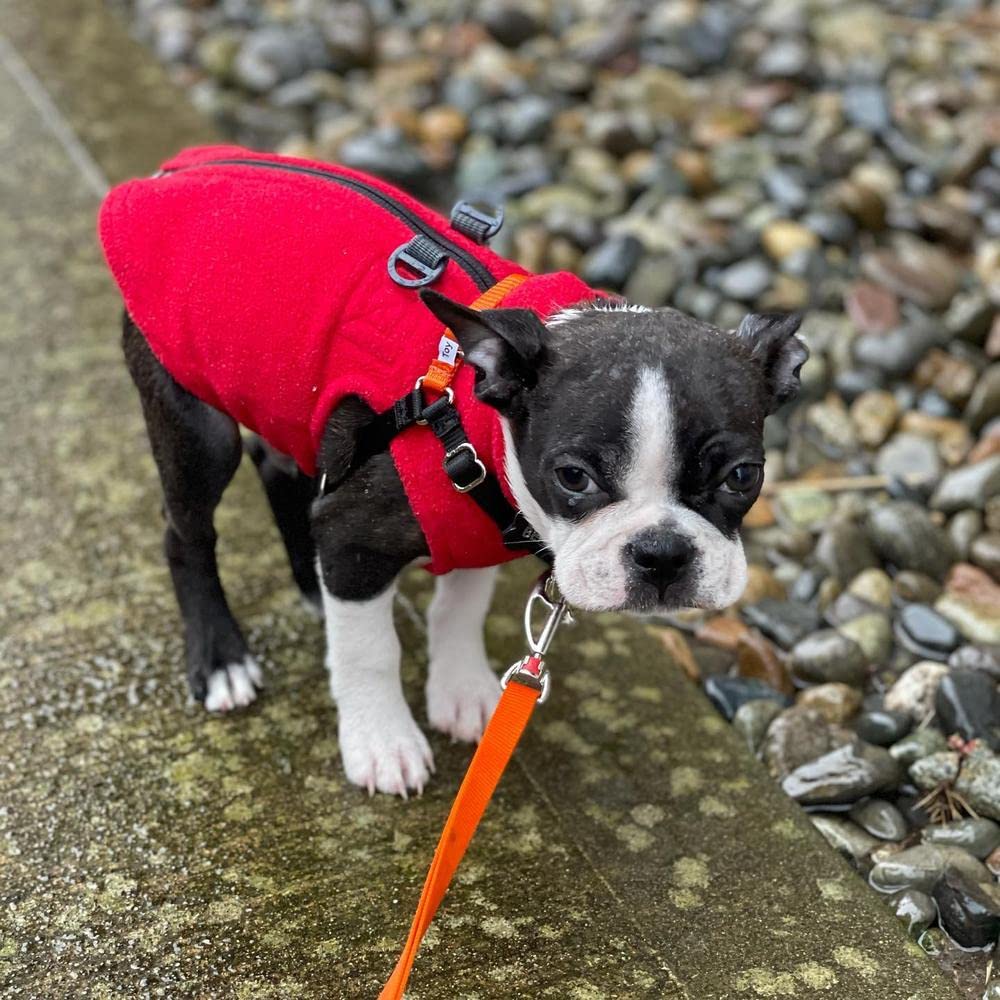 Gooby Zip Up Fleece Dog Sweater - Red, Small - Warm Pullover Fleece Step-In Dog Jacket With Dual D Ring Leash - Winter Small Dog