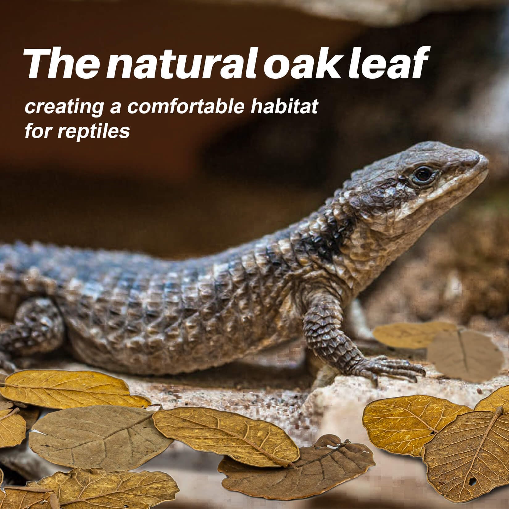 MAQIHAN 4.9 OZ Dry Oak Leaf Litter - Leaf Litter for Reptiles Oak Leaves for Isopods Live Substrate for Snakes; Frogs; Isopods;