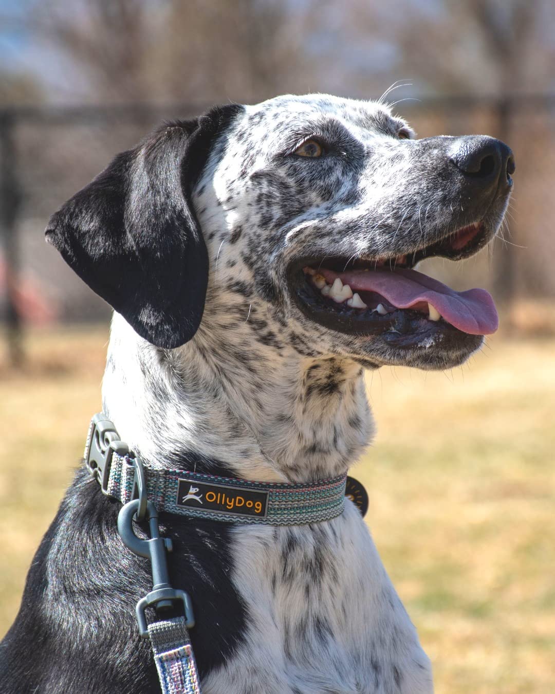 Ollydog Rescue Adjustable Dog Collar With Sturdy Buckle, Lightweight Training Collar For Large, Medium And Small Dogs (Large, Pr