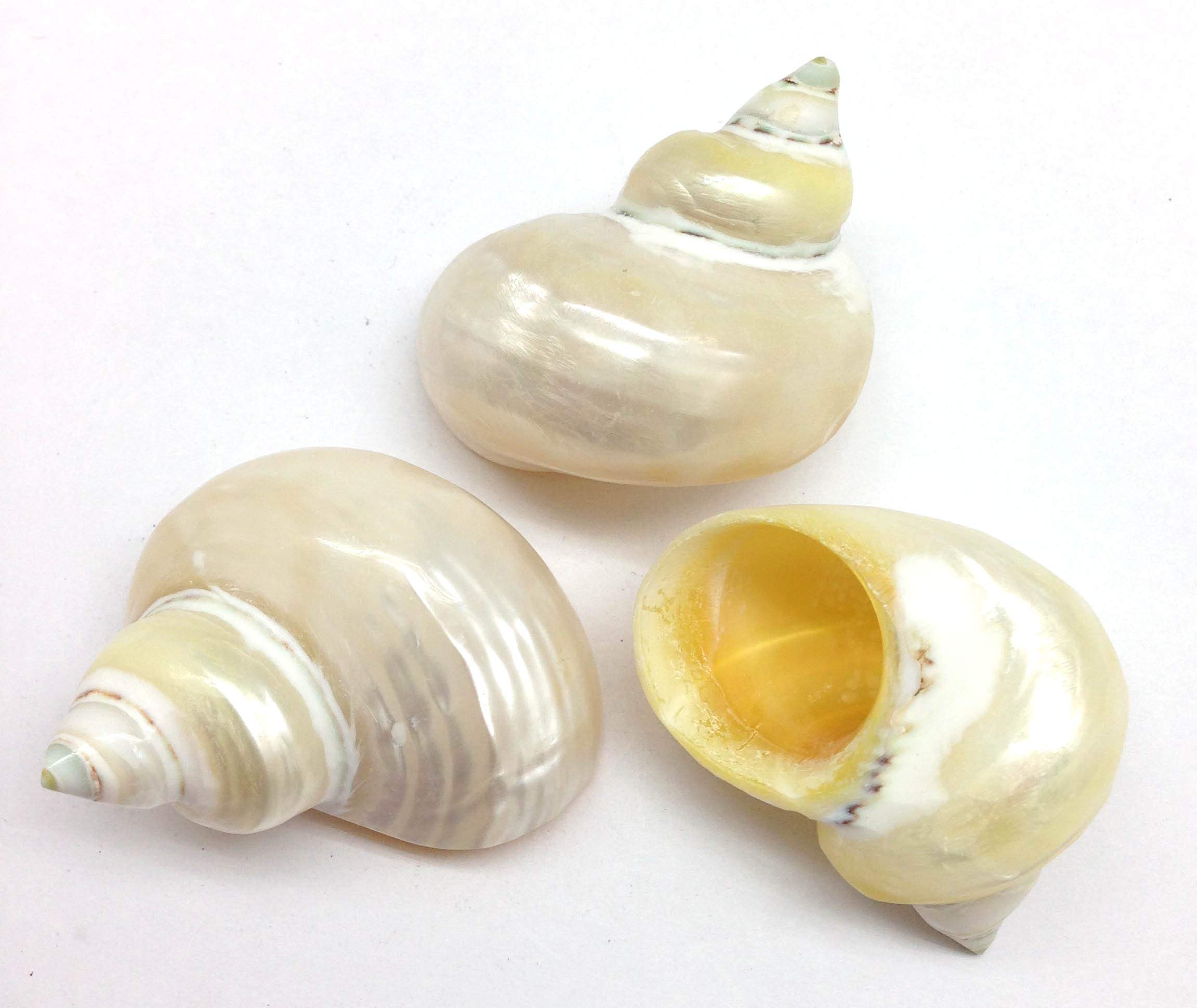 Pepperlonely 2 Pc Natural Large Hermit Crab Shells, Green Blue Gade Turbo, 2-1/2 Inch ~ 3 Inch