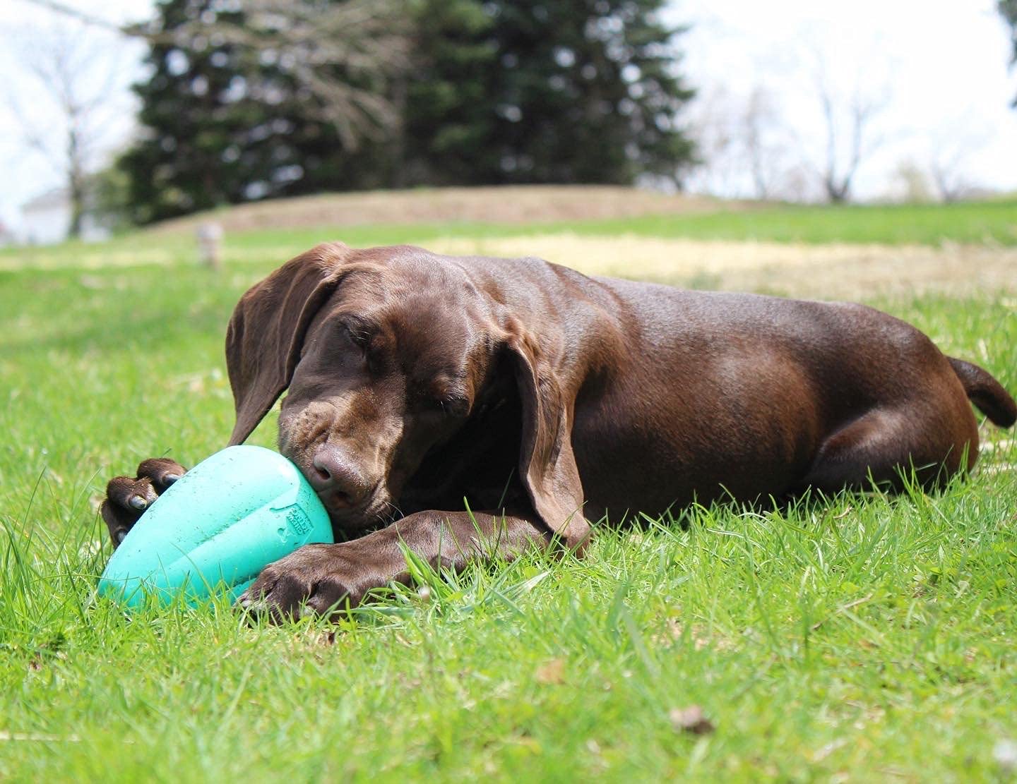 Chew King Premium Treat Dog Toy, Xl, Extremely Durable Natural Rubber Toy, Pack Of 2, All Breed Sizes