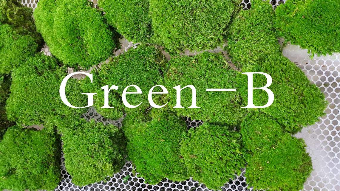 Prefleur Preserved Pole Moss Pillow Bun Cushion Natural Green Decorative Real Natural Green Diy Kit Terrariums Gardenning Art Wa