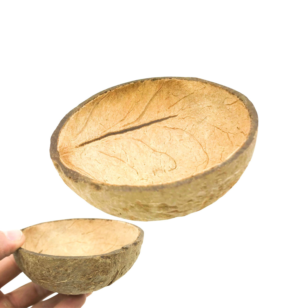 Half Bird Shell Bonka Bird Toys 2054 Natural Half Shell Flat Based Coconut Water Feeder ...