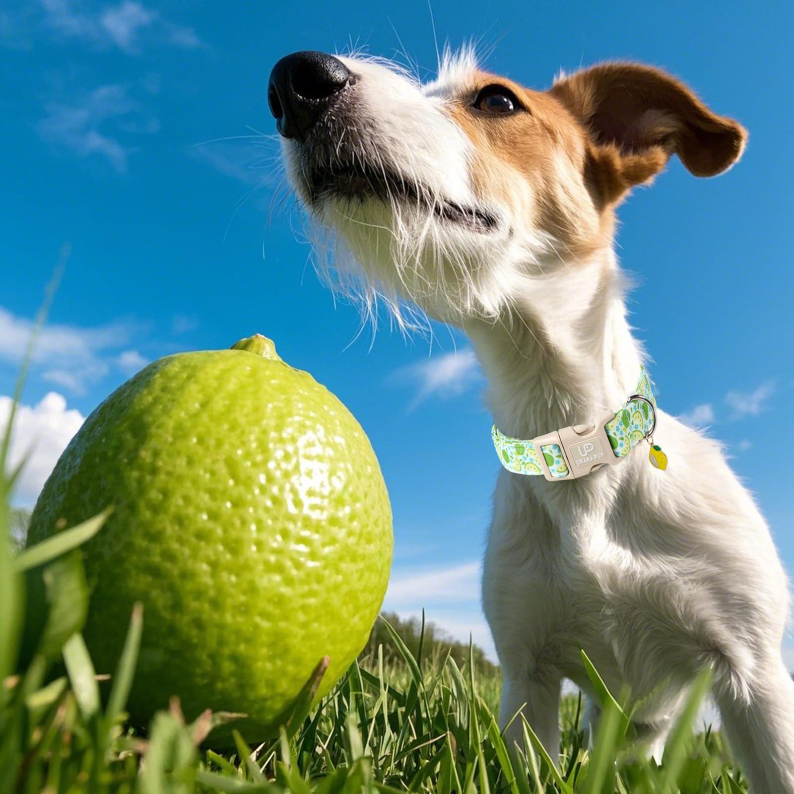 Up Urara Pup Summer Dog Collar-Refreshing Lime Pet Collars-Adjustable, Comfortable & Durable Puppy Collars For Small, Medium, La