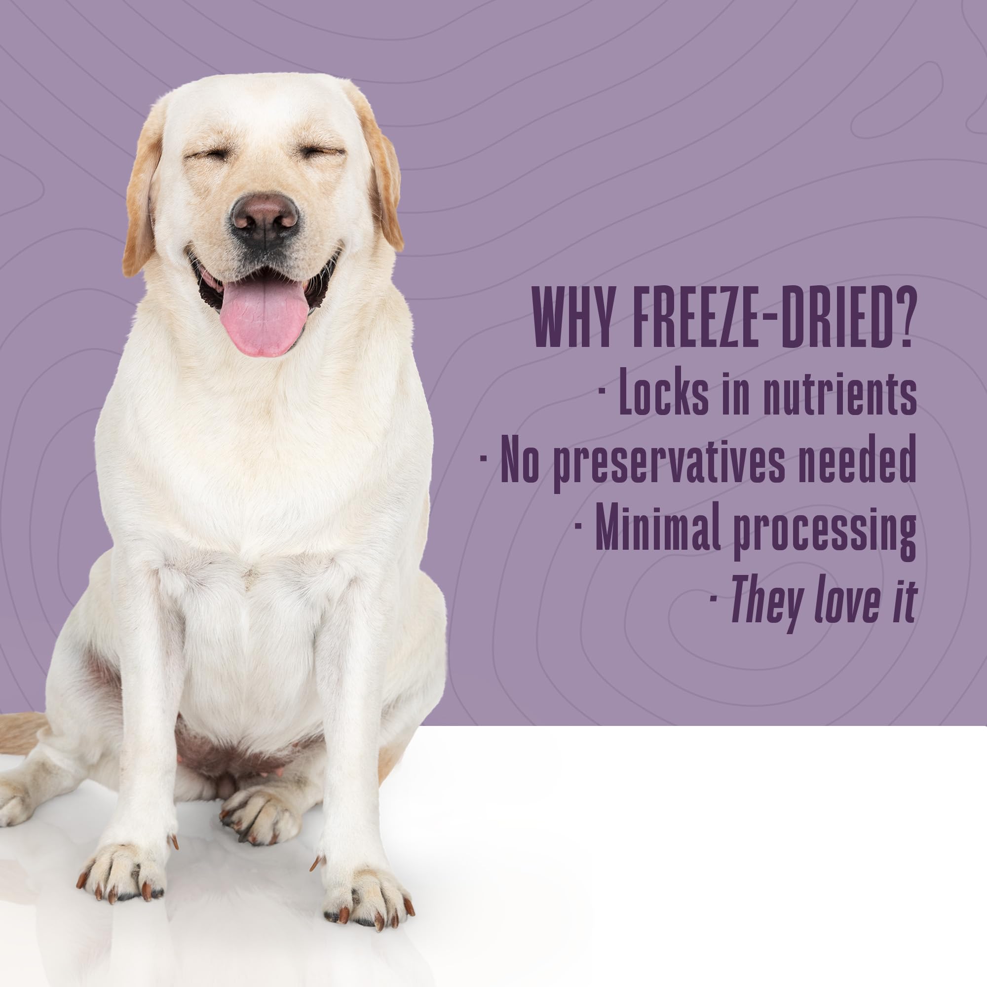 Whole Life Dog Just One Salmon Freeze Dried Dog Treats - Human Grade High Protein Food, Healthy Training Snacks, Freeze Dried Sa
