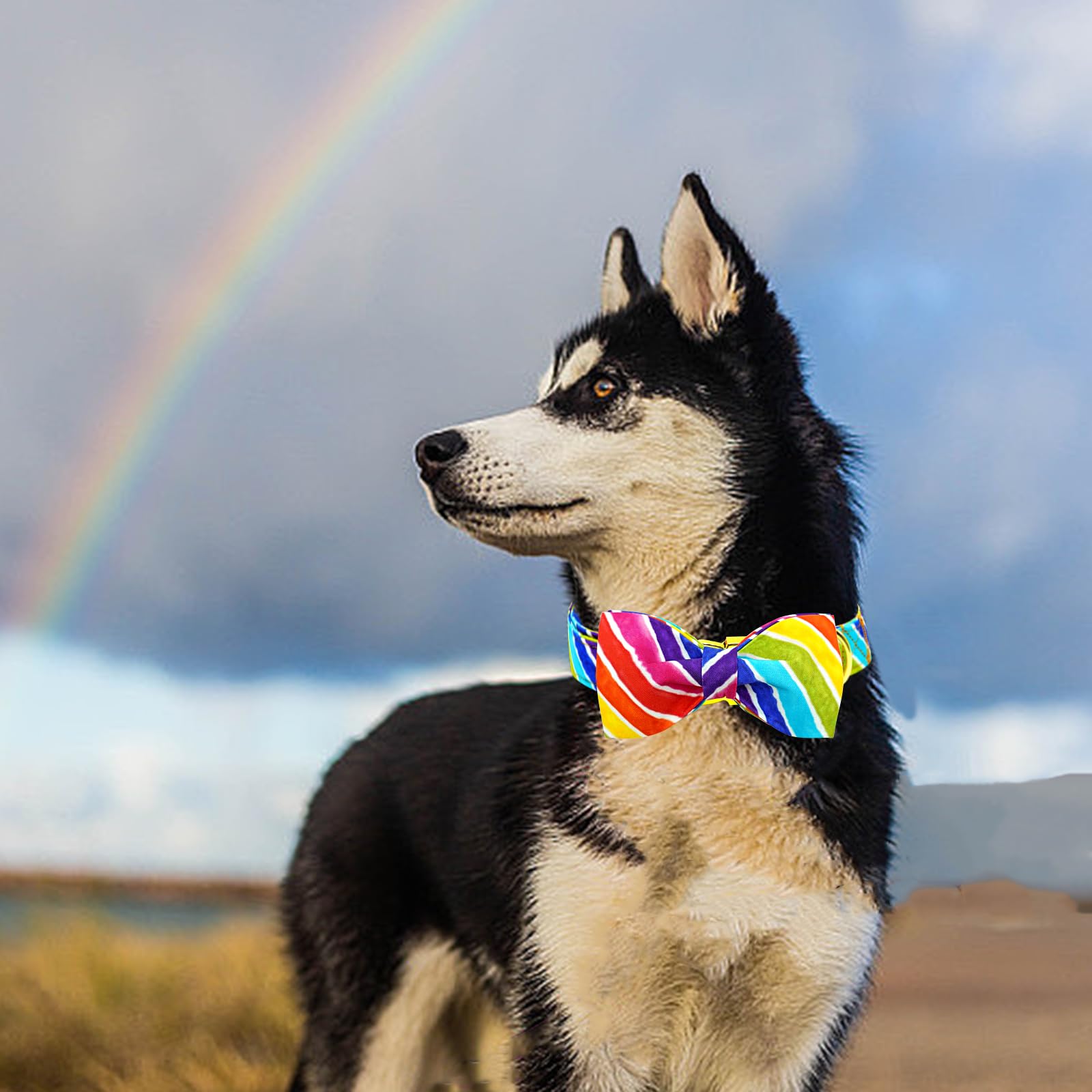 Lionheart Rainbow Dog Collar - Colorful, Adjustable, Heavy Duty Pride Dog Collar with Bowtie for Medium Dogs