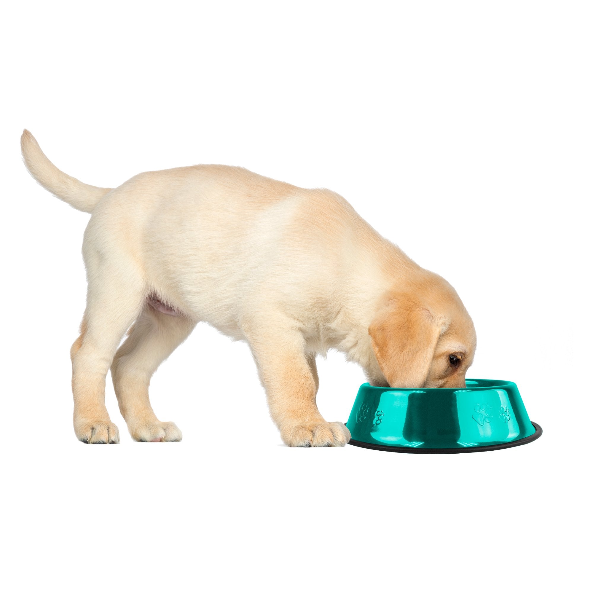 Platinum Pets Non-Tip Stainless Steel Dog Bowl, 6 Oz, Caribbean Teal