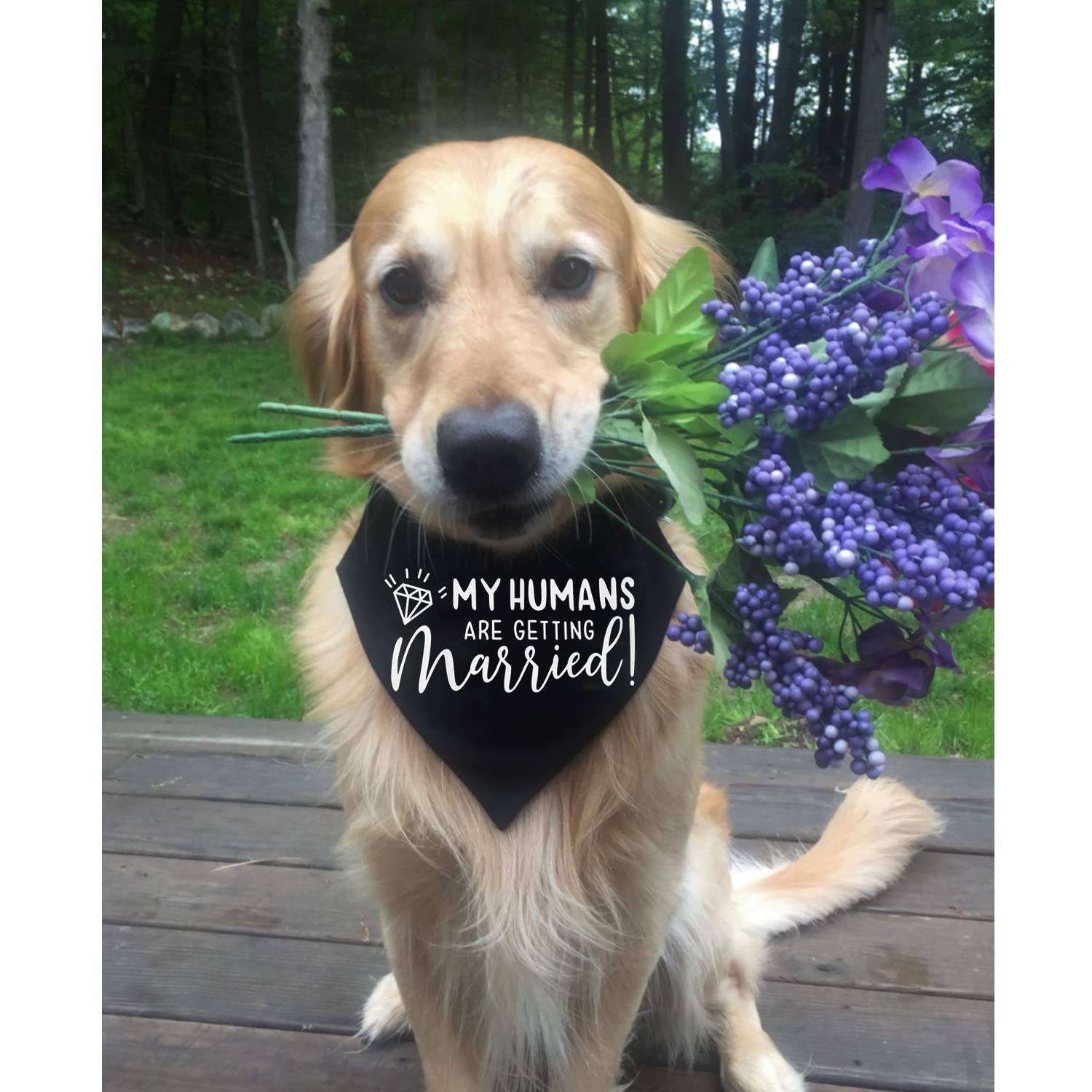 My Humans Are Getting Married Dog Bandana, Engagement Dog Bandana, Pet Scarf, Engagement Photo, Wedding Dog Bandana With Adjustable Collars For Small Medium Large Dogs Cats Pet (Medium, Black)