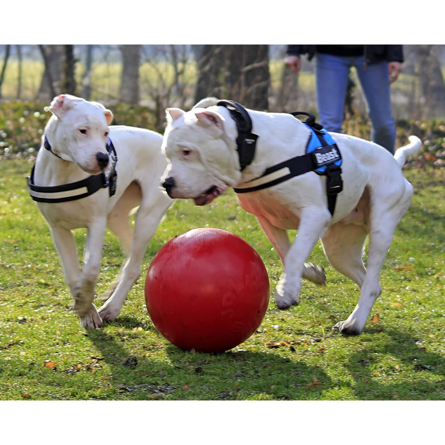 Jolly Pets Push-N-Play Ball Dog Toy, 14 Inches/Extra-Large, Red All Breed Sizes