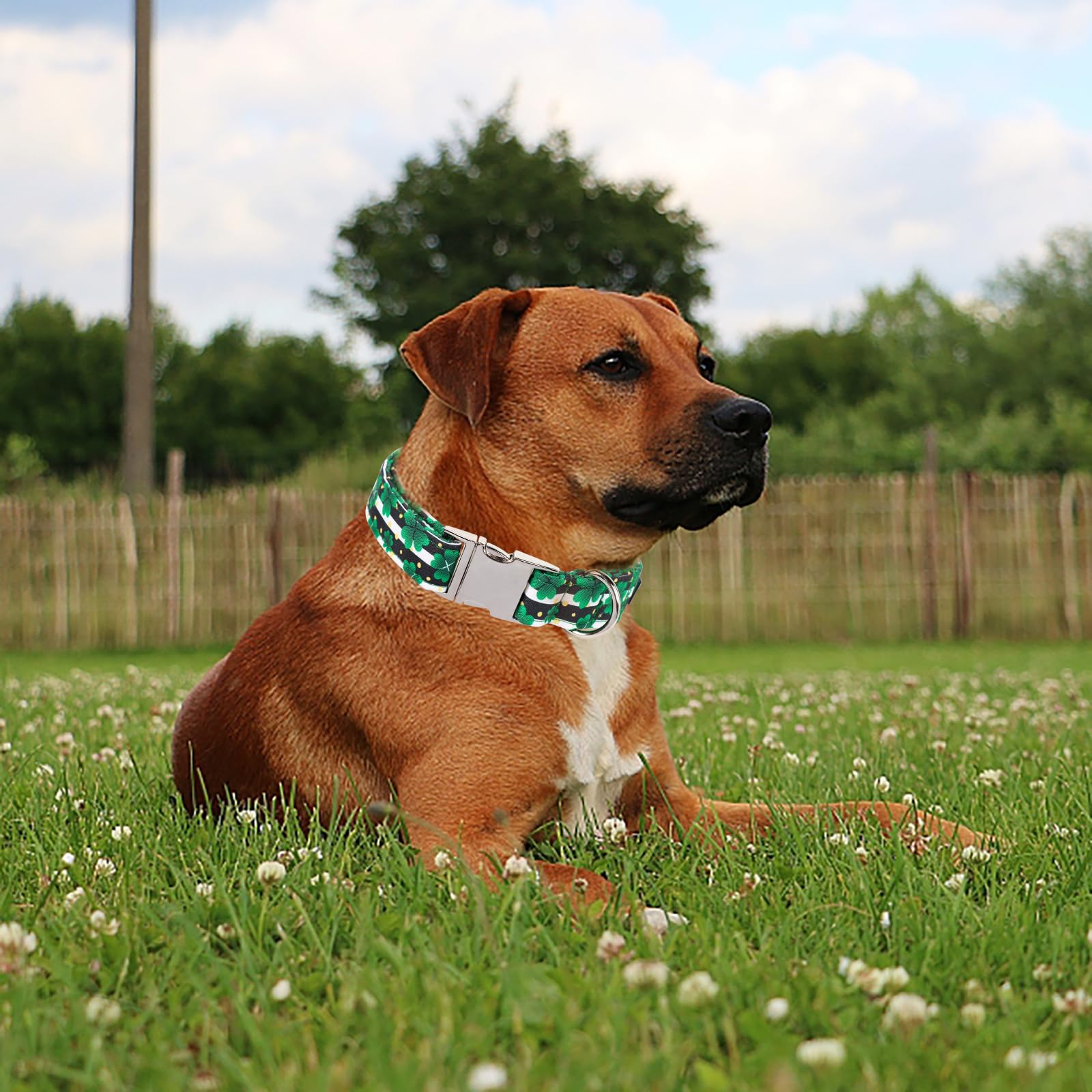 Maca Bates St Patricks Day Dog Collar Irish Clover Dogs Collars Black And White Soft Adjustable Durable Saint Patrick'S Shamrock