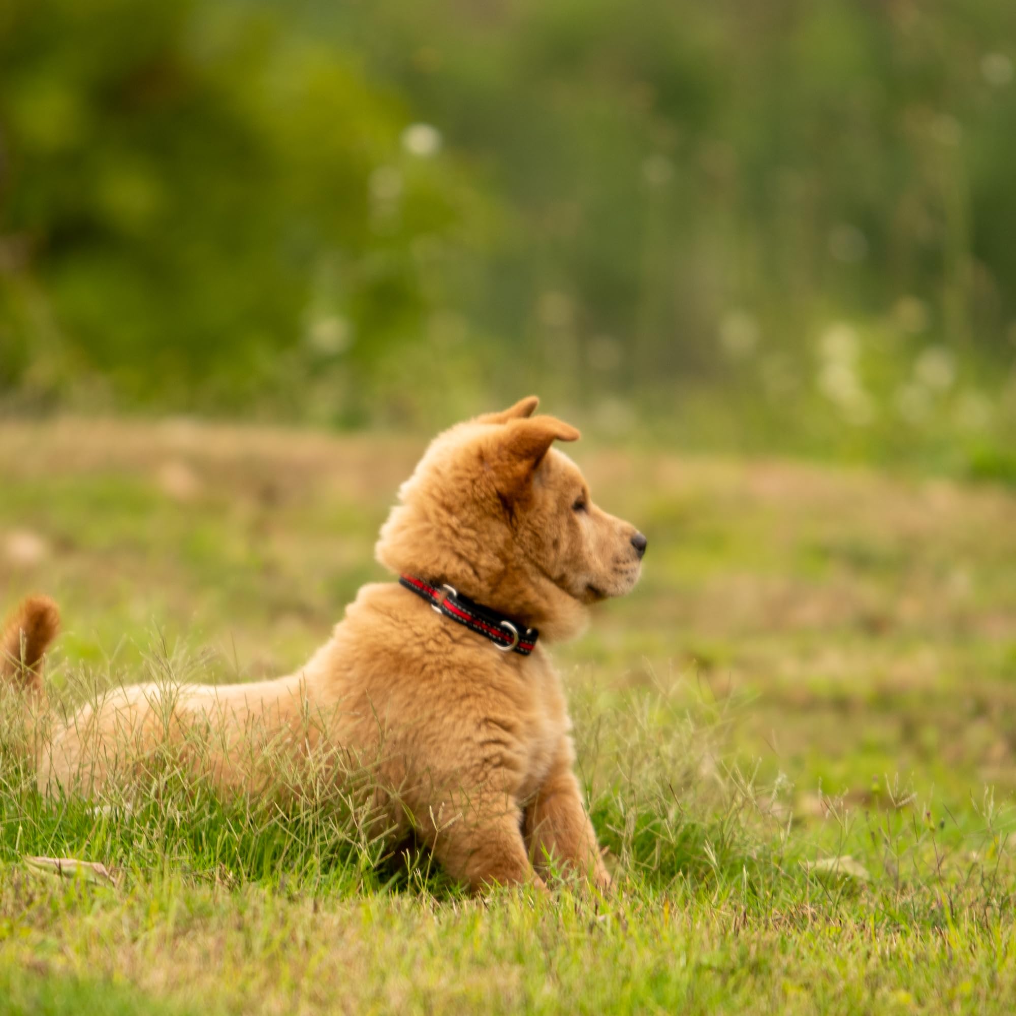 Hyhug Reflective Martingale Dog Collar With Quick Release Buckle, Colorfast, Heavy Duty, Anti-Escape, Training No Slip Adjustabl