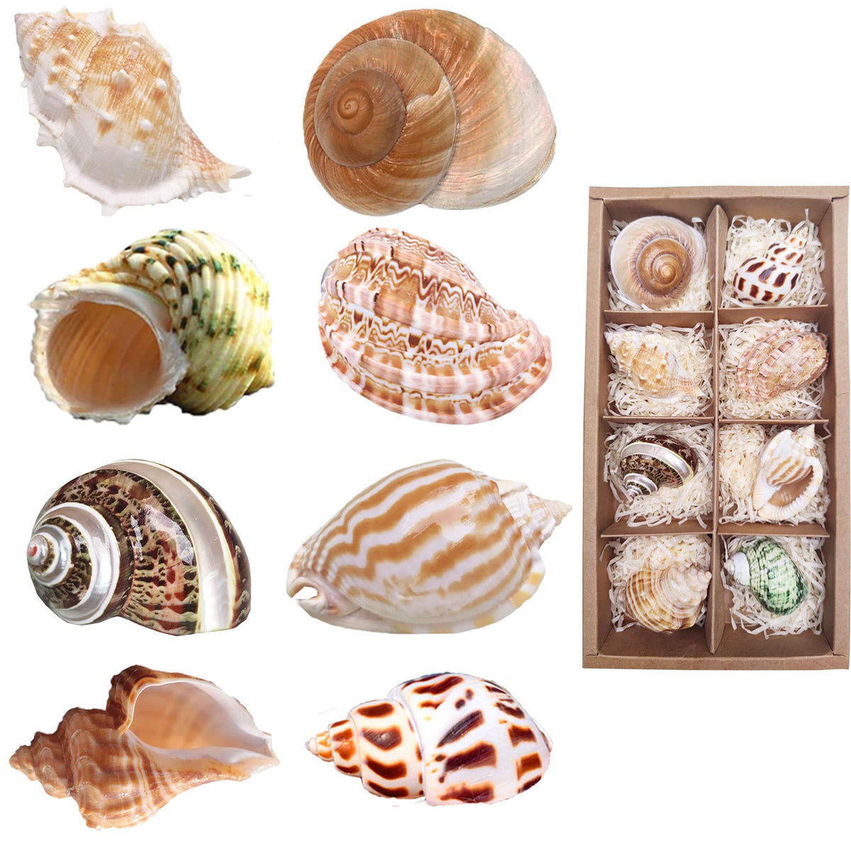 8Pcs Hermit Crab Shells Medium To Large Growth Turbo Seashells 1'-2' Openning Size Natural Decoration Supplies