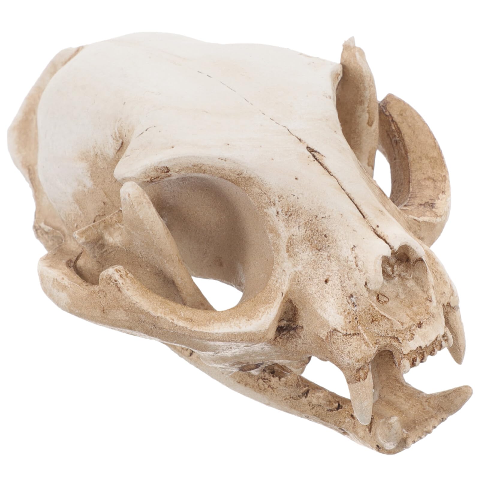 Amosfun Halloween Animal Scary Skeleton Props Resin Cat Skull Model Figurine Aquarium Fish Tank Landscape Decorations