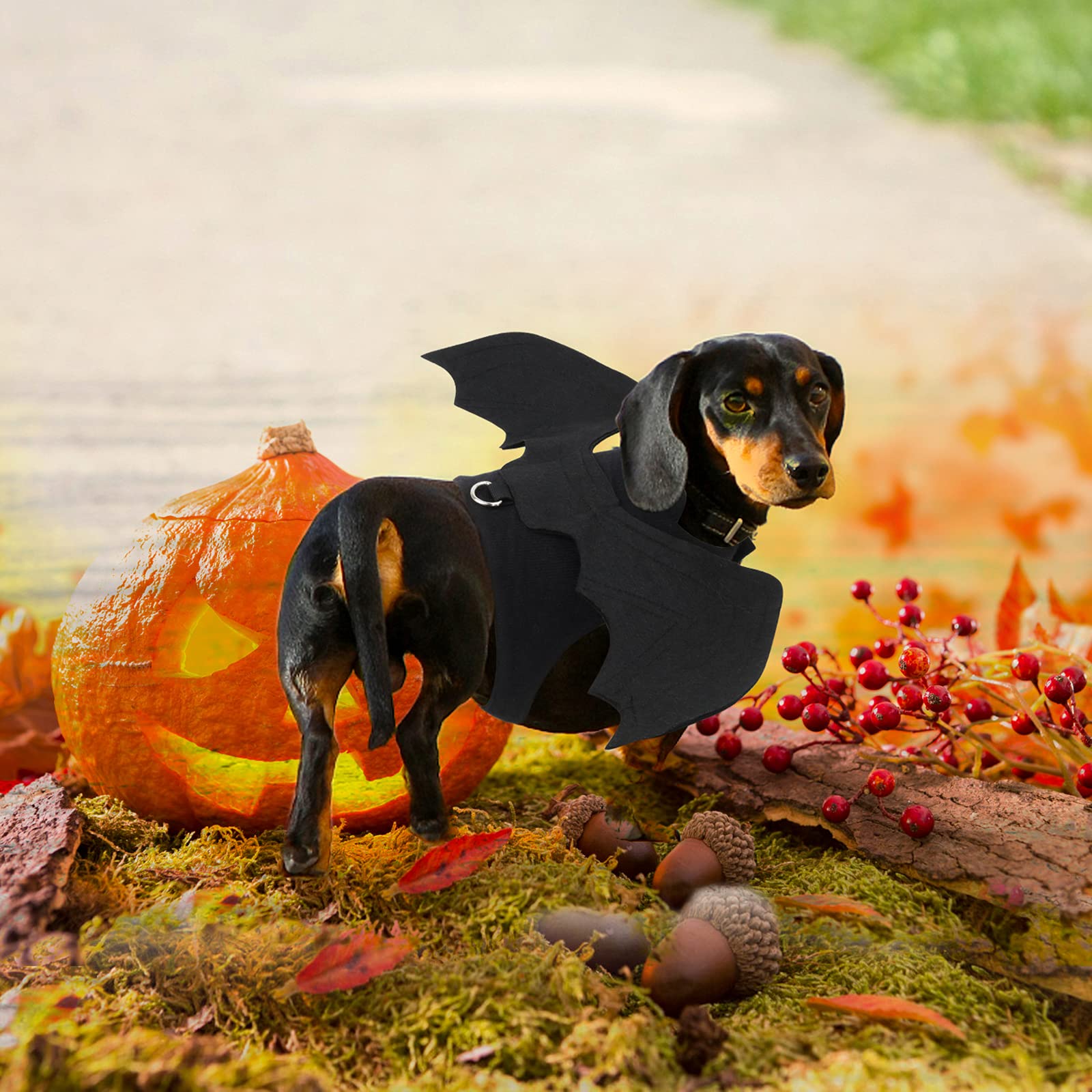 Rypet Dog Halloween Costume - Halloween Bat Wings Pet Costumes For Dogs Cats Halloween Party Large