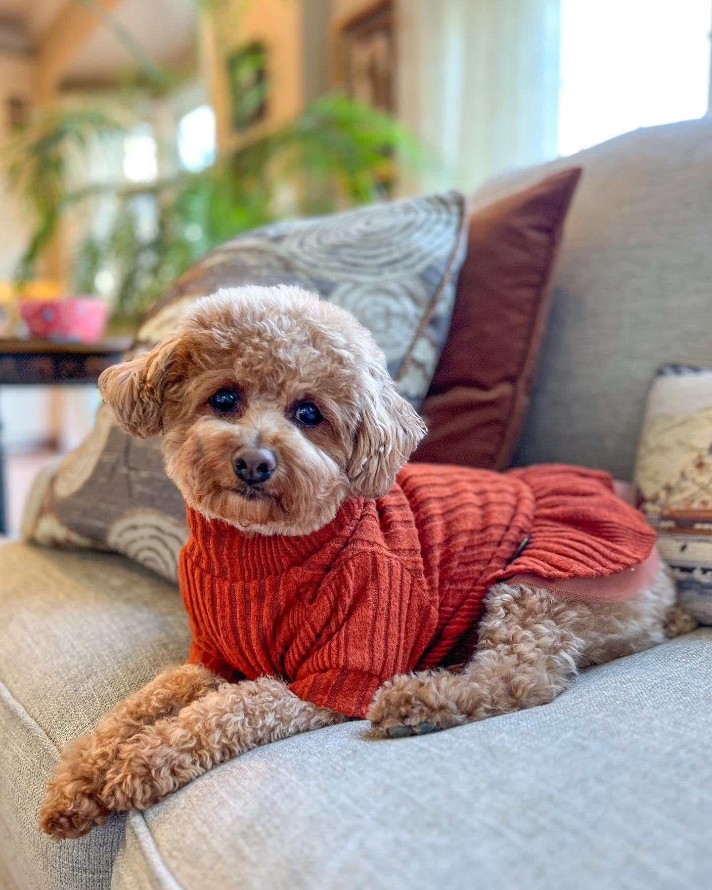 Fitwarm Knitted Dog Tulle Sweater Dress, Dog Winter Clothes For Small Dogs Girl, Cat Apparel, Orange, Xs