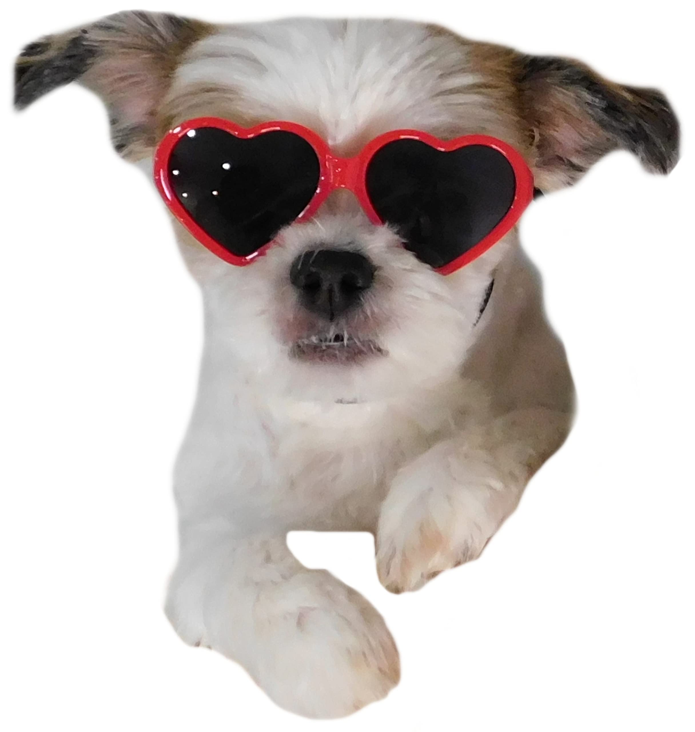 G016 Dog Small Breed Up To 15Lbs Puppy Cat Pet Heart Tiny Sunglasses (Heart Red)
