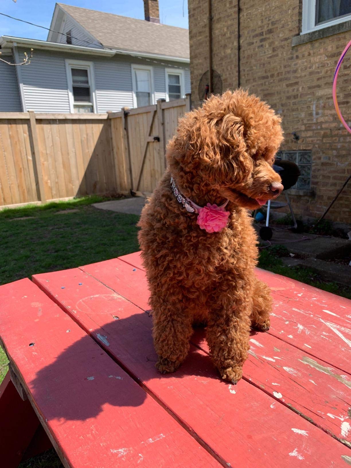 Pet Show 2' Valentines Small Dogs Flower Collar Accessories For Cat Puppies Rabbit Pigs Collars Bows Grooming Supplies Red Rose Hotpink Pink For Girls Pack Of 4