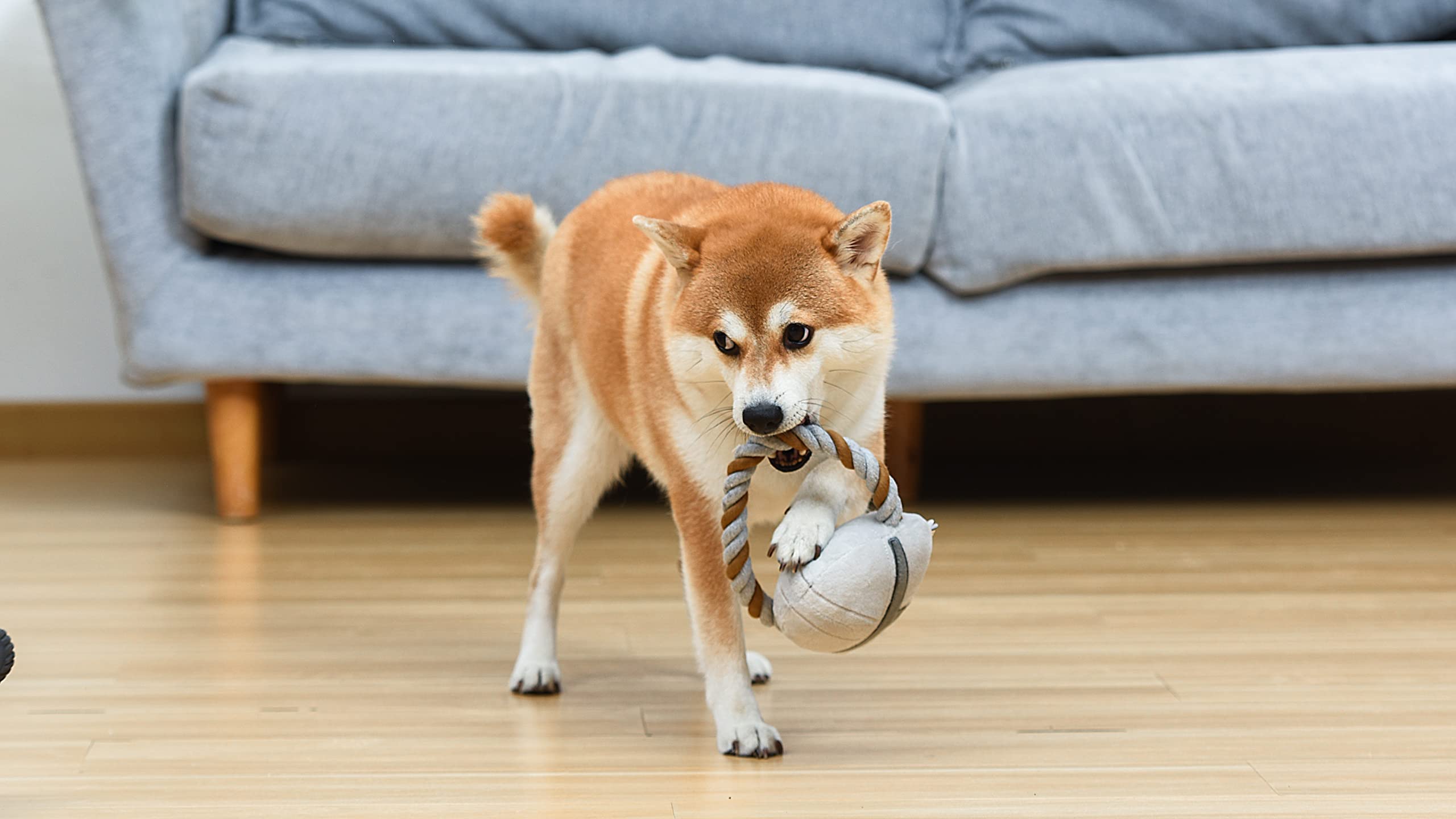 Star Wars For Pets The Mandalorian Rope Ring With Plush Head Dog Toy | The Mandalorian Chew Toy | Dog Toys, Dog Tug Toys, Tug Of