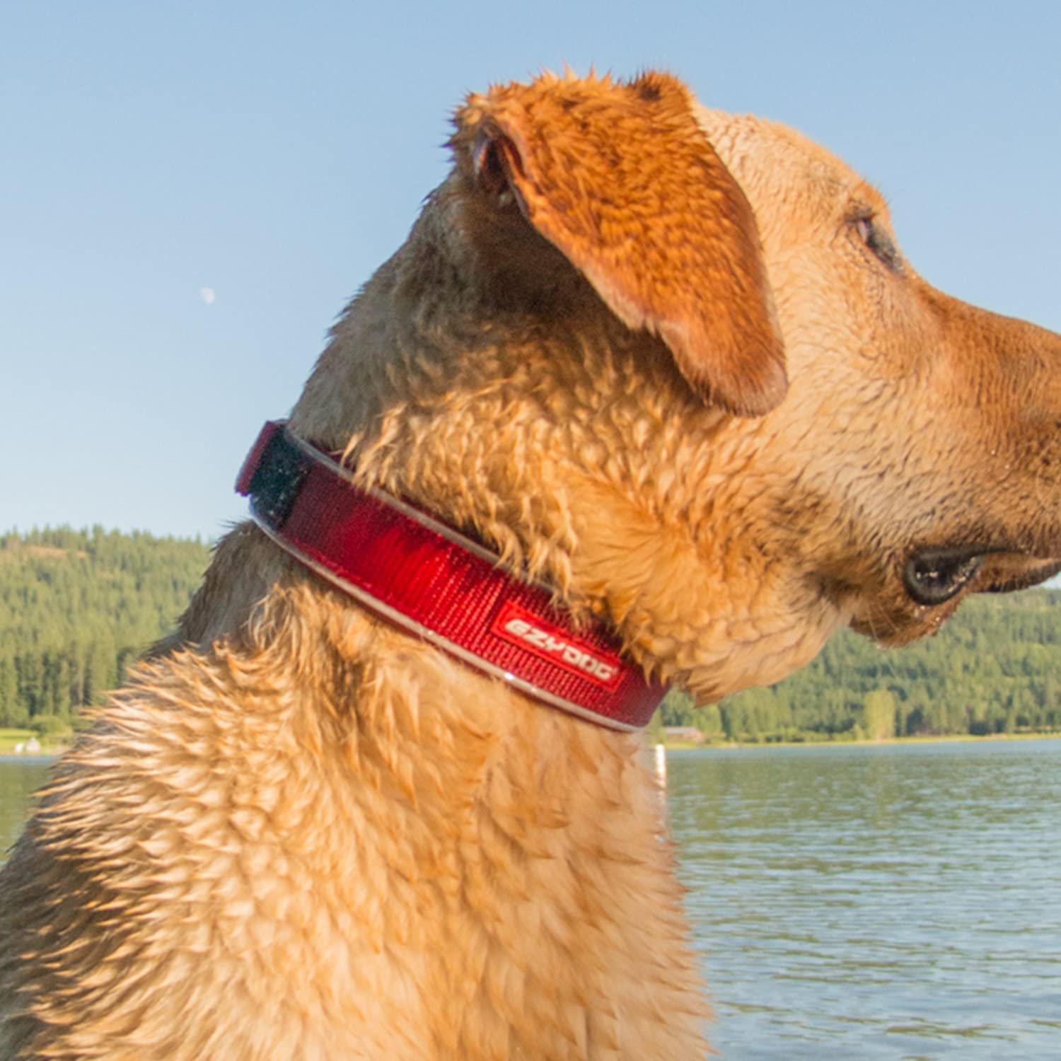 Ezydog Neo Dog Collar, X-Large, Bubble Gum