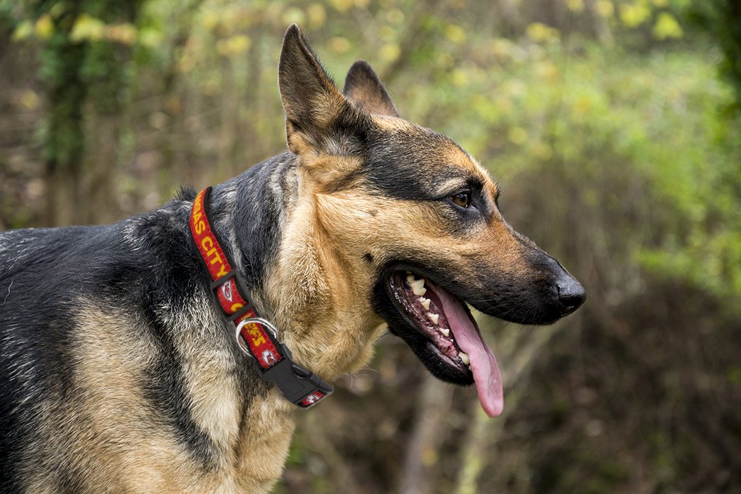 Pets First NFL Kansas City Chiefs Licensed PET COLLAR, Medium - Heavy-Duty, Strong, and Durable Dog Collar. Available in 31 Foot