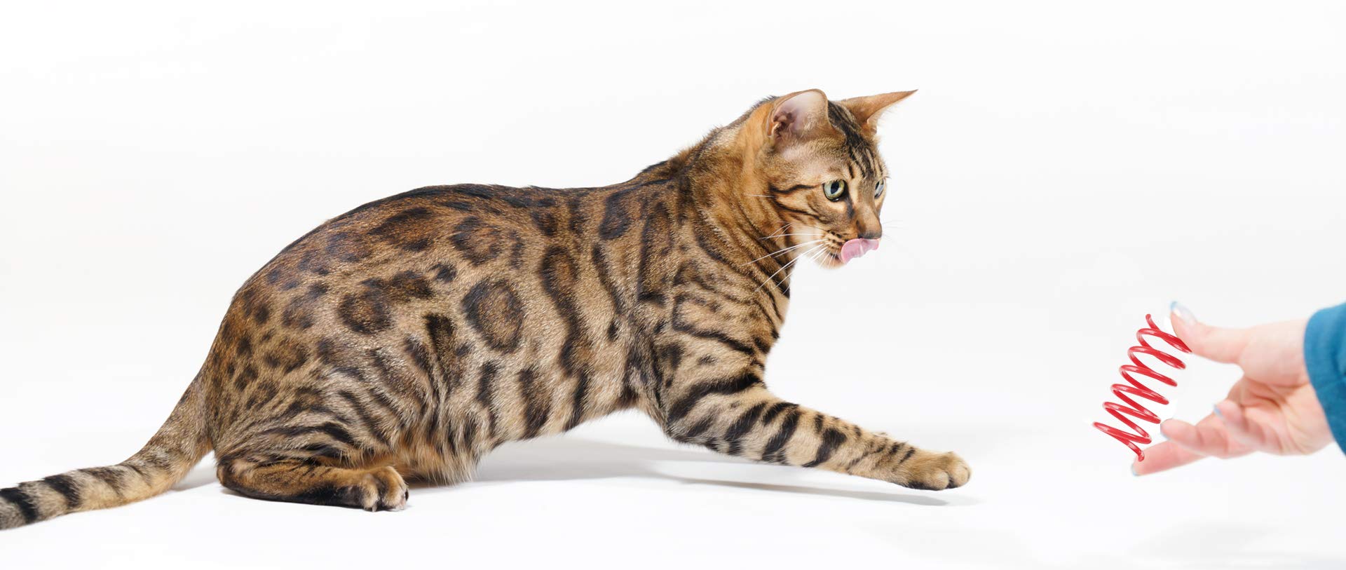 Tamu Style Cat Spring Toys (120 Pack), Plastic Coils For Swatting, Biting, Hunting, And Active Healthy Play, Colorful 2 Inch Spirals