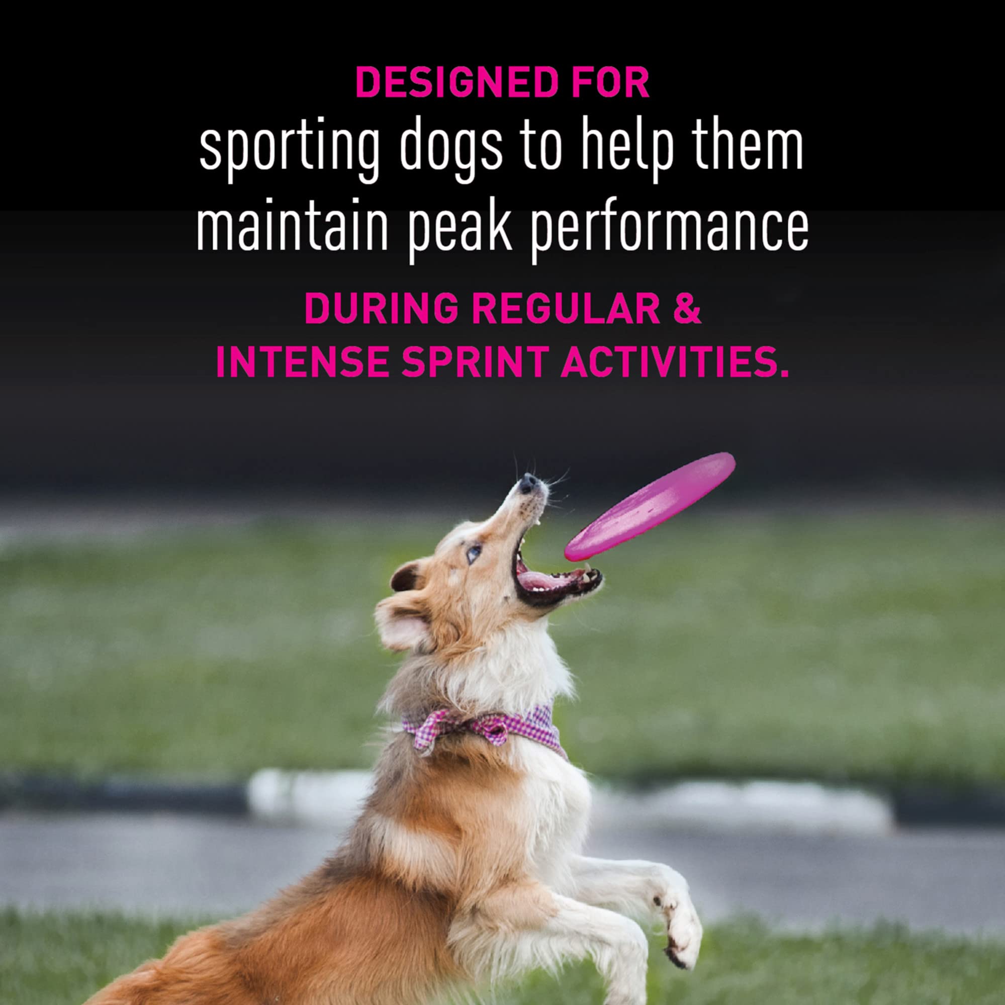 Eukanuba Premium Performance 21/13 Sprint Dry Dog Food, Dry Dog Food with Protein and Fat to Support Optimal Energy, 28 lb Bag