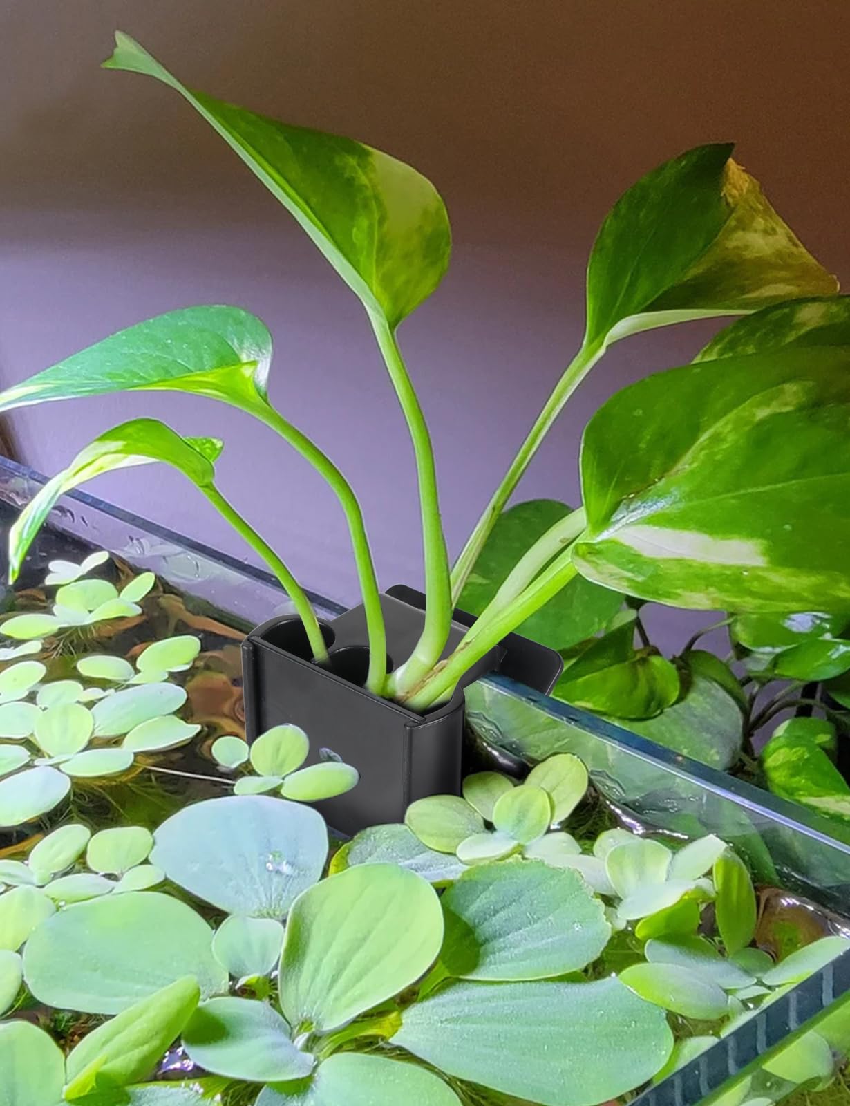 joqepy 4 Pk Upgraded Aquarium Plant Holder, 3-Hole Hanging Aquarium Plant Holder with Clip, Suitable for Fish Tank Plant Potting