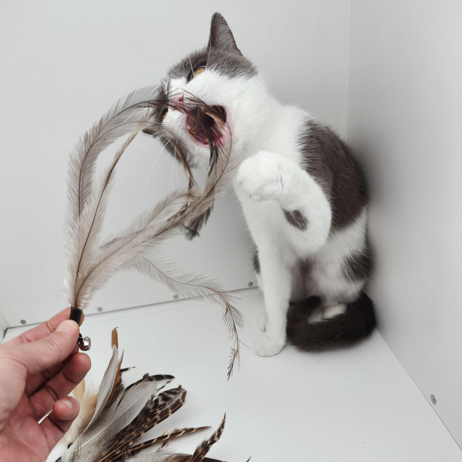 Miwoowim Natural Unstained Feathers,8Pcs Cat Feather Toys Replacement Wand Toy Refills, Cat Feathers Refill For Indoor Cats,Perf