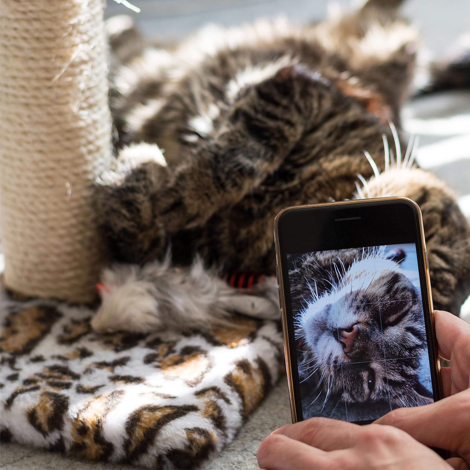 Pelzin Natural Sisal Rope for Cat Scratcher 1/4 Inch by 75 Feet, Cat Tree Rope Twine for Cat Scratching Post Replacement, Cat To