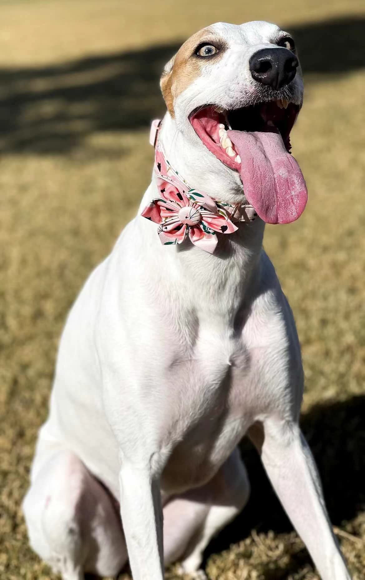 Elegant Little Tail Flower Girl Dog Collar For Female Dogs, Pet Collar Adjustable Dog Collars With Flower Gift For Medium Dogs
