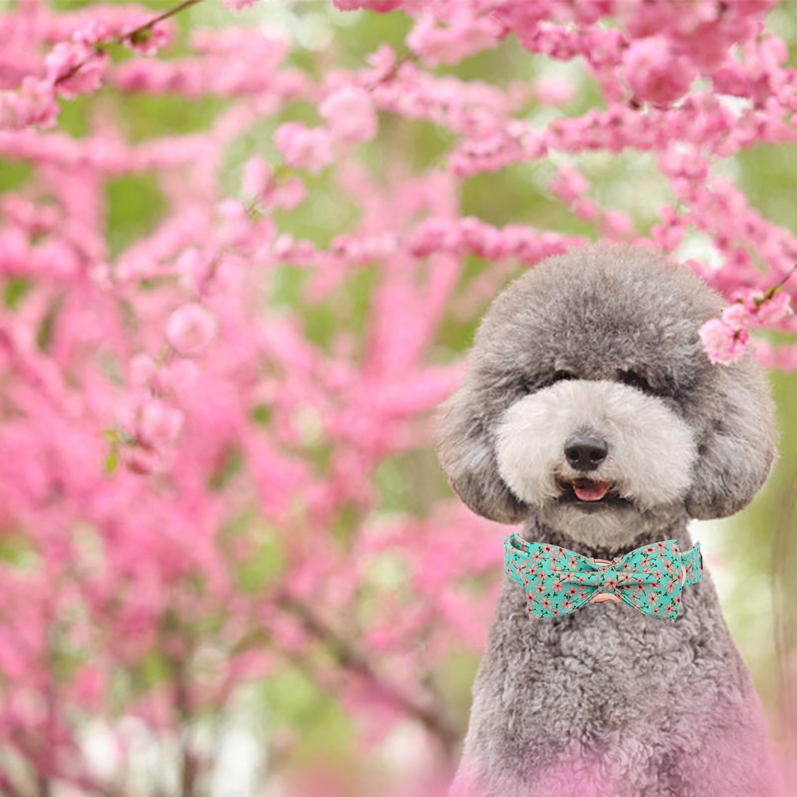 Elegant little tail Dog Collar, Spring Pet Collar with Bow Dog Durable Pink Flower Print Dog Collars Girl Pet Gift Adjustable Do