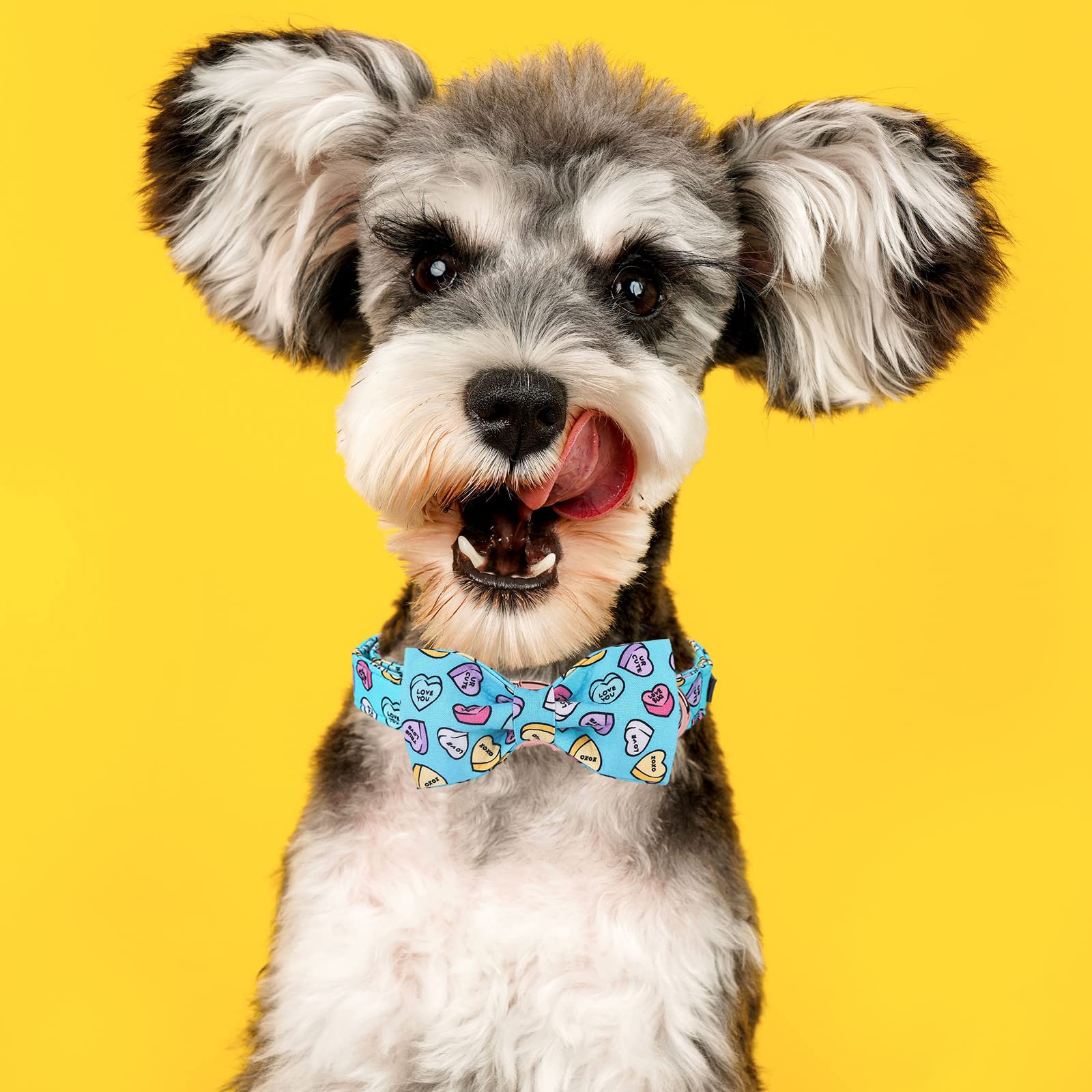 Mr. Chubbyface Valentine'S Dog Collar With Bowtie, Cute Blue Heart Dog Collar With Metal Buckle, Adjustable Cotton Collar For Sm