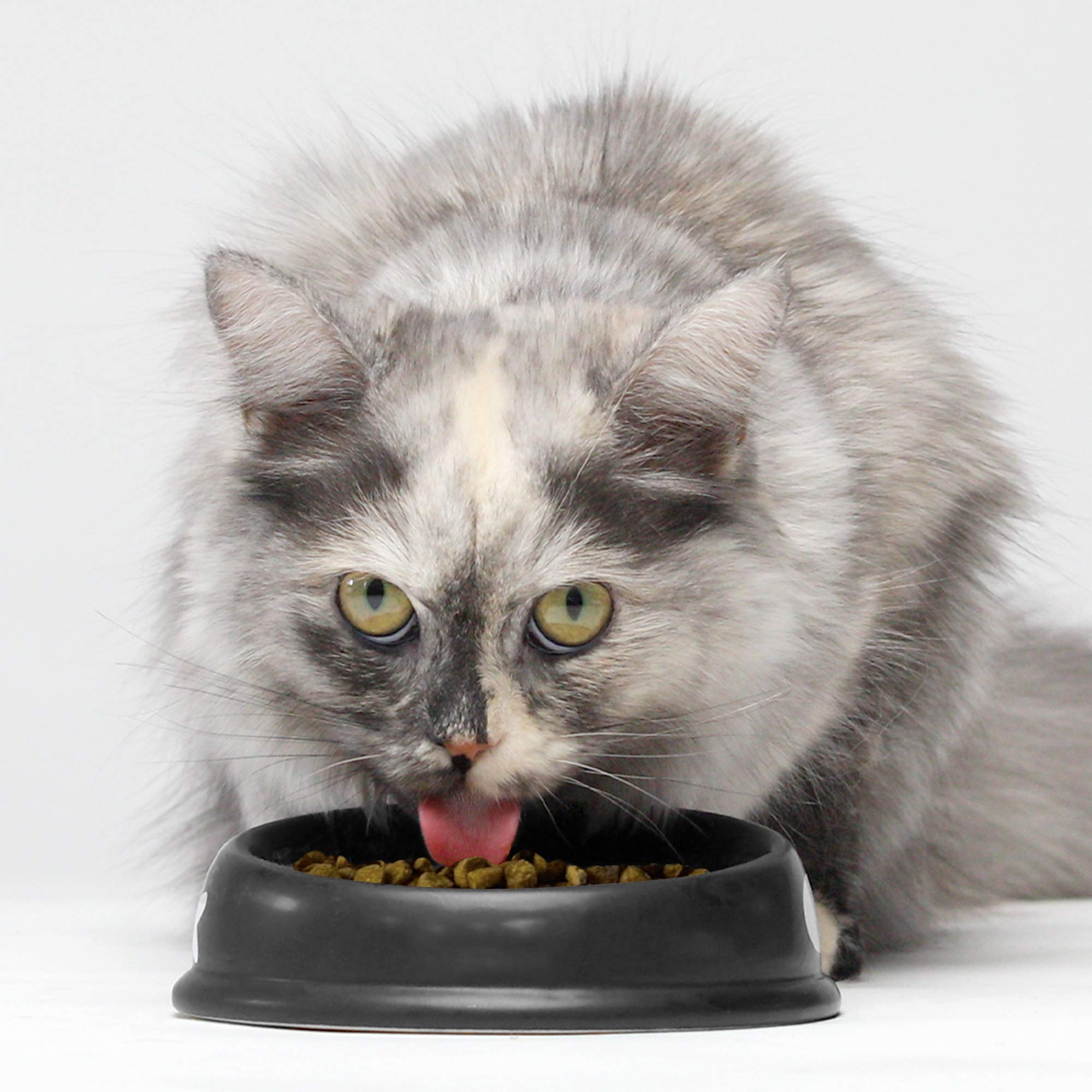 Open Farm Homestead Turkey & Chicken Grain-Free Dry Cat Food, Wild-Caught Fish Recipe with Non-GMO Superfoods and No Artificial