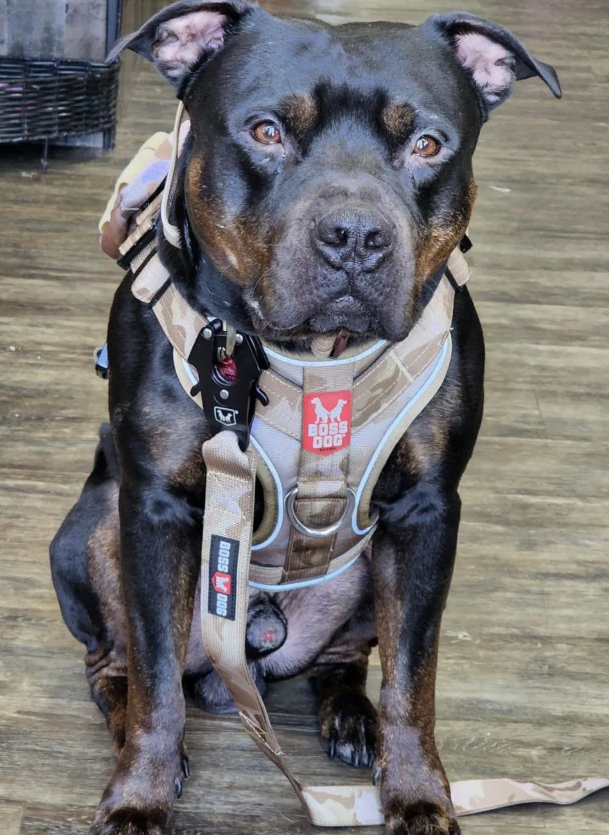 Boss Dog Tactical Leash, Tan Camo, 6 Ft