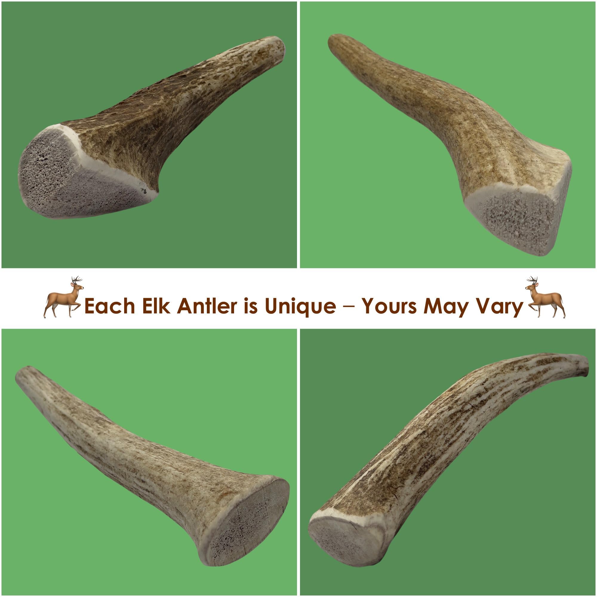 Deluxe Naturals 1-Pack Medium Whole Elk Antler Dog Chews (5.5 to 8+ in) - Long Lasting Natural Dog Bones for Moderate to Aggress