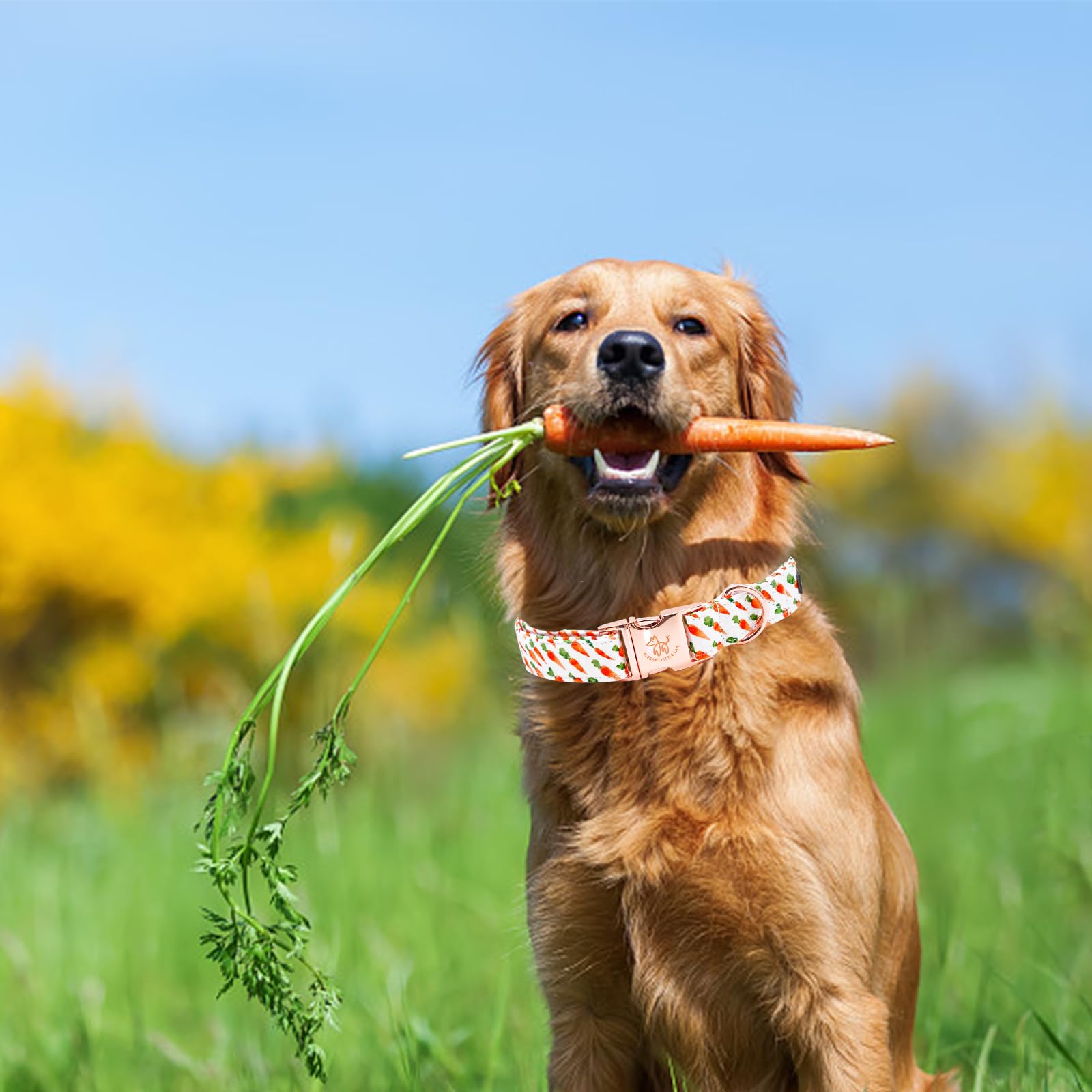 Elegant Little Tail Orange Carrot Print Puppy Dog Collar, S Size, Cotton Material, Unique Design, Durable, Superior Details, Per