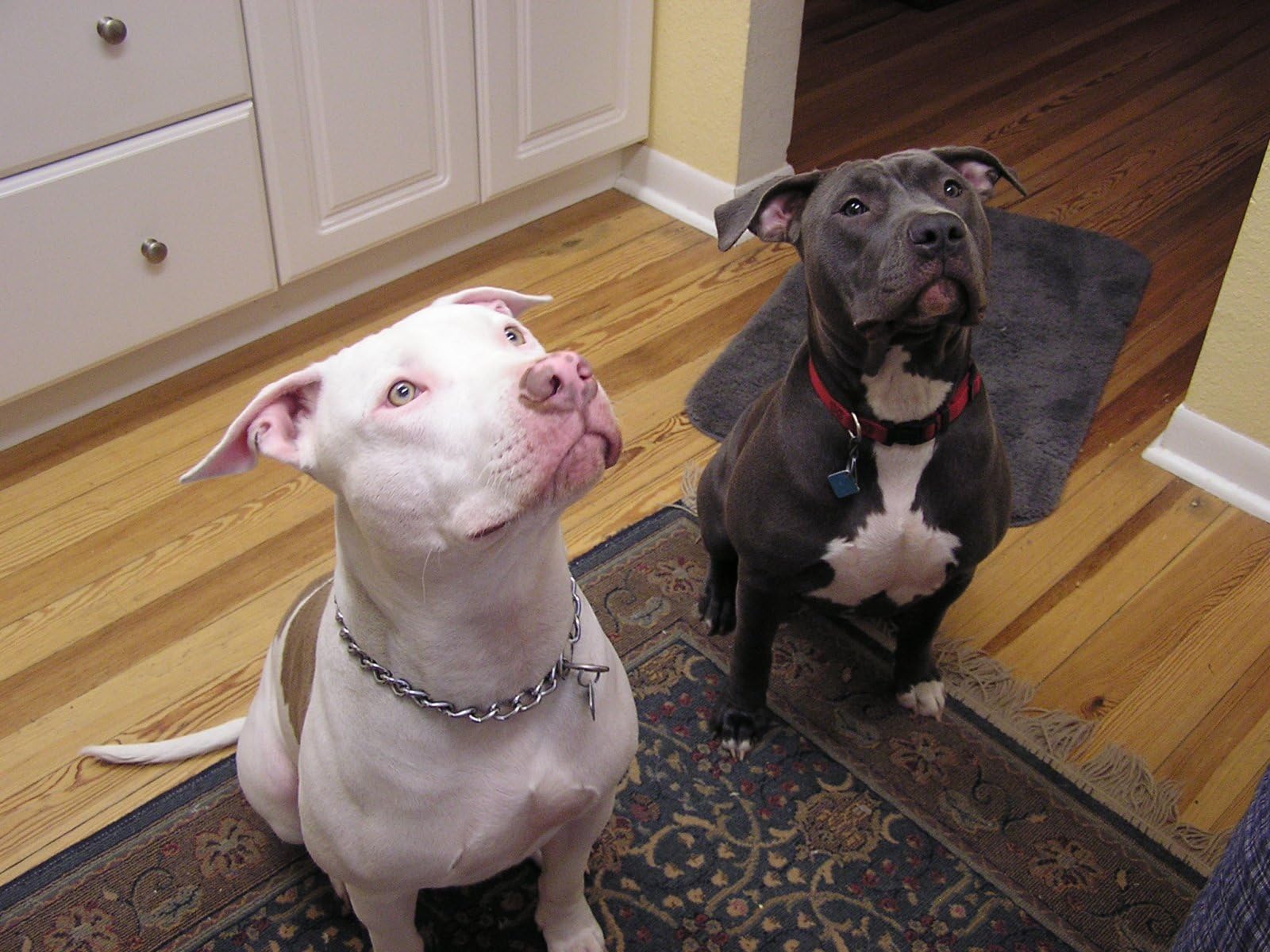 Dog Choker Chain For Large Dogs, Heavy Duty Slip Collars Chew Proof, Martingale Puppy Collars For Xxs Xs Small Medium Big Dogs,