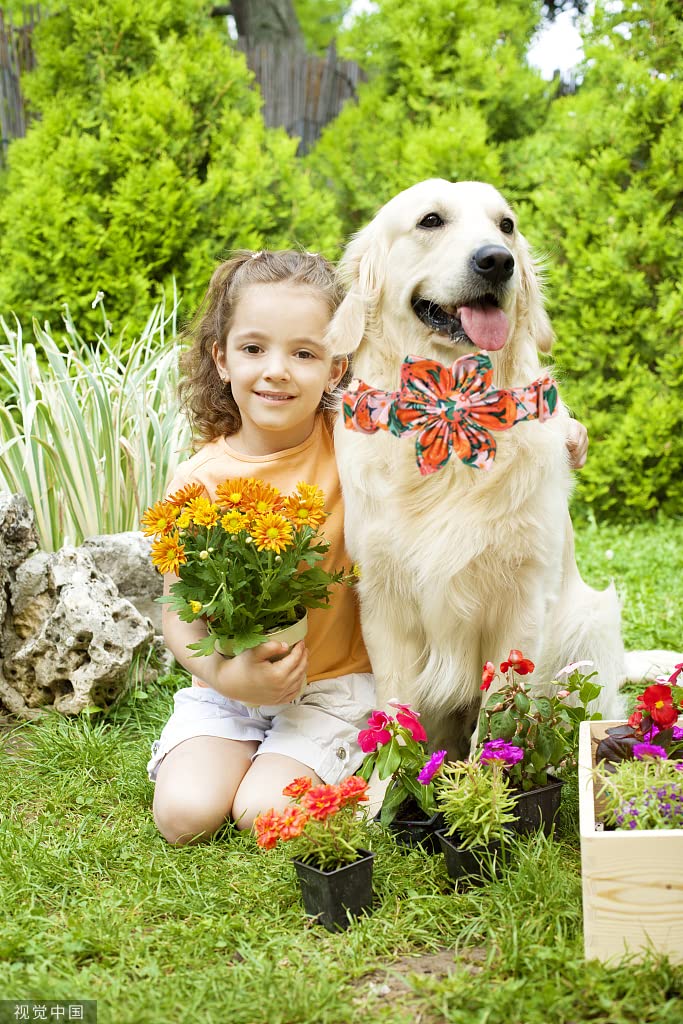 Lionheart Glory Dog Collar, Dog Collar With Flower, Cute Floral Pattern Pet Collar Adjustable Dog Collar For X-Large Dogs